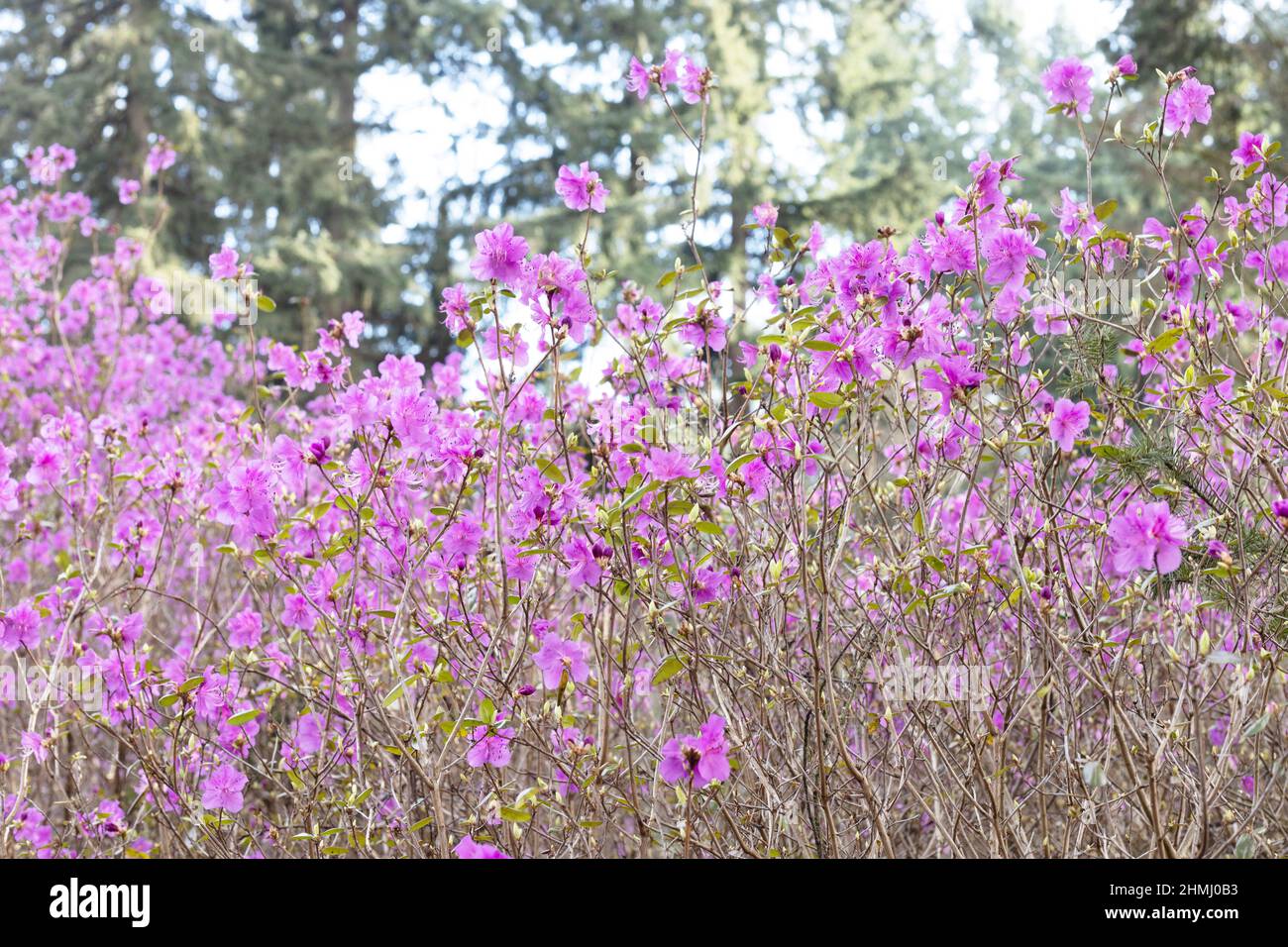 Rhododendron dauricum „Mid-Winter“. Stockfoto