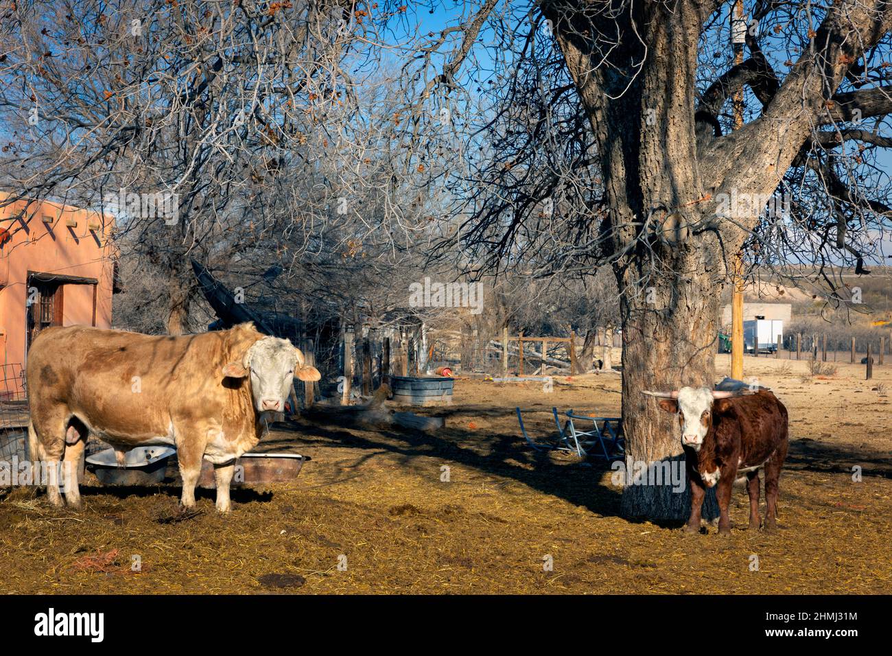 Rinder, die an einem Wintertag südöstlich von El Paso in einem ländlichen Hof in der Nähe von Clint, Texas, stehen. Stockfoto