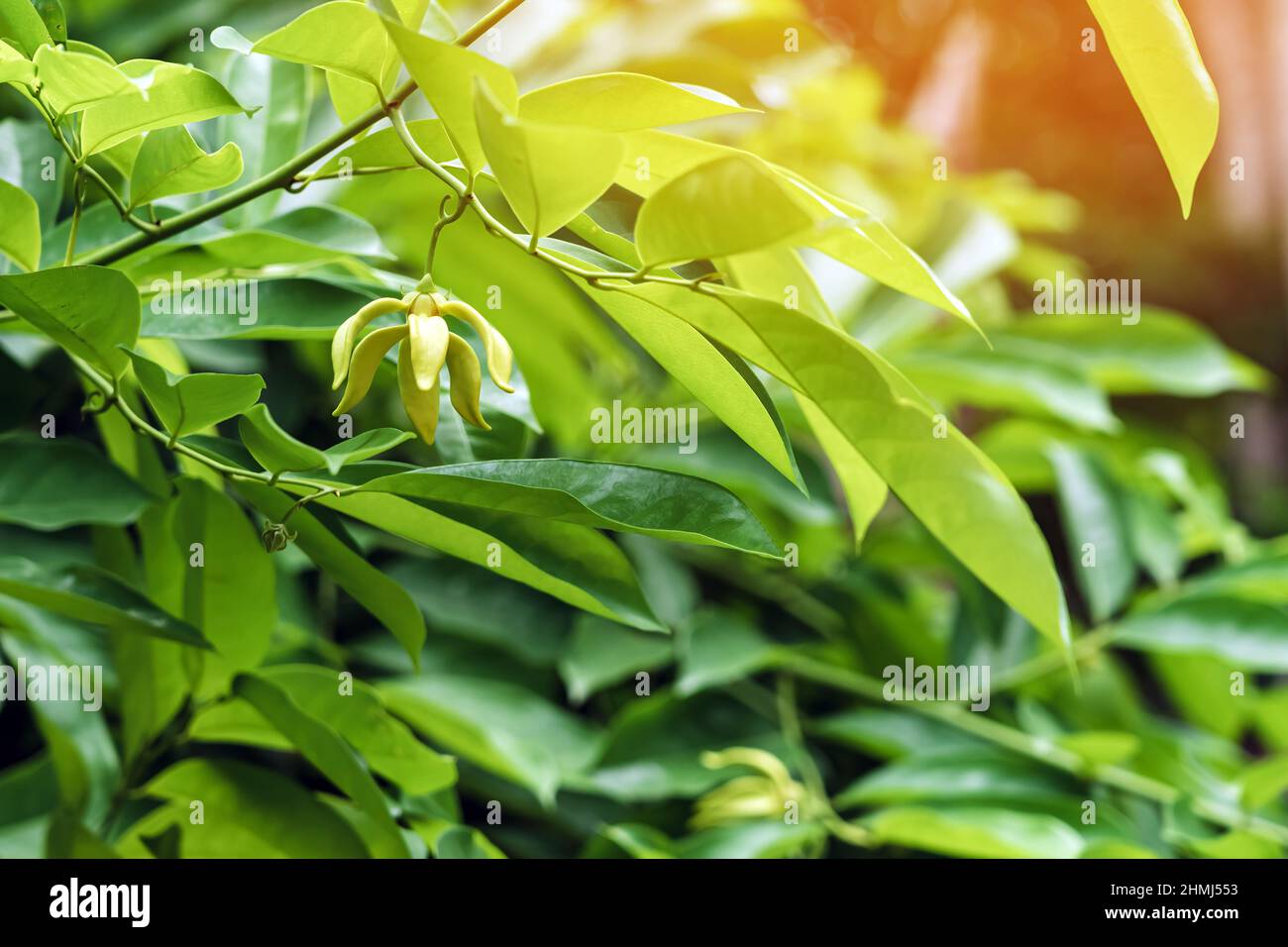 Klettern Ylang Ylang Blume oder Klettern lang-lang und ilang-ilang ist ein Strauch in Thailand gefunden. Seine Blumen sind bekannt für seinen exotischen Duft Stockfoto