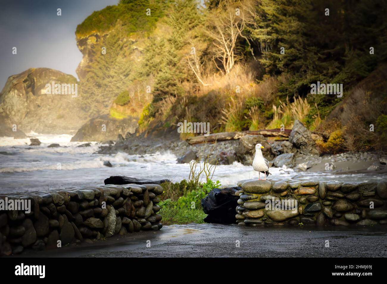 Eine Möwe sitzt auf einer Felswand in der Nähe von False Klameth Cove, Kalifornien. Stockfoto