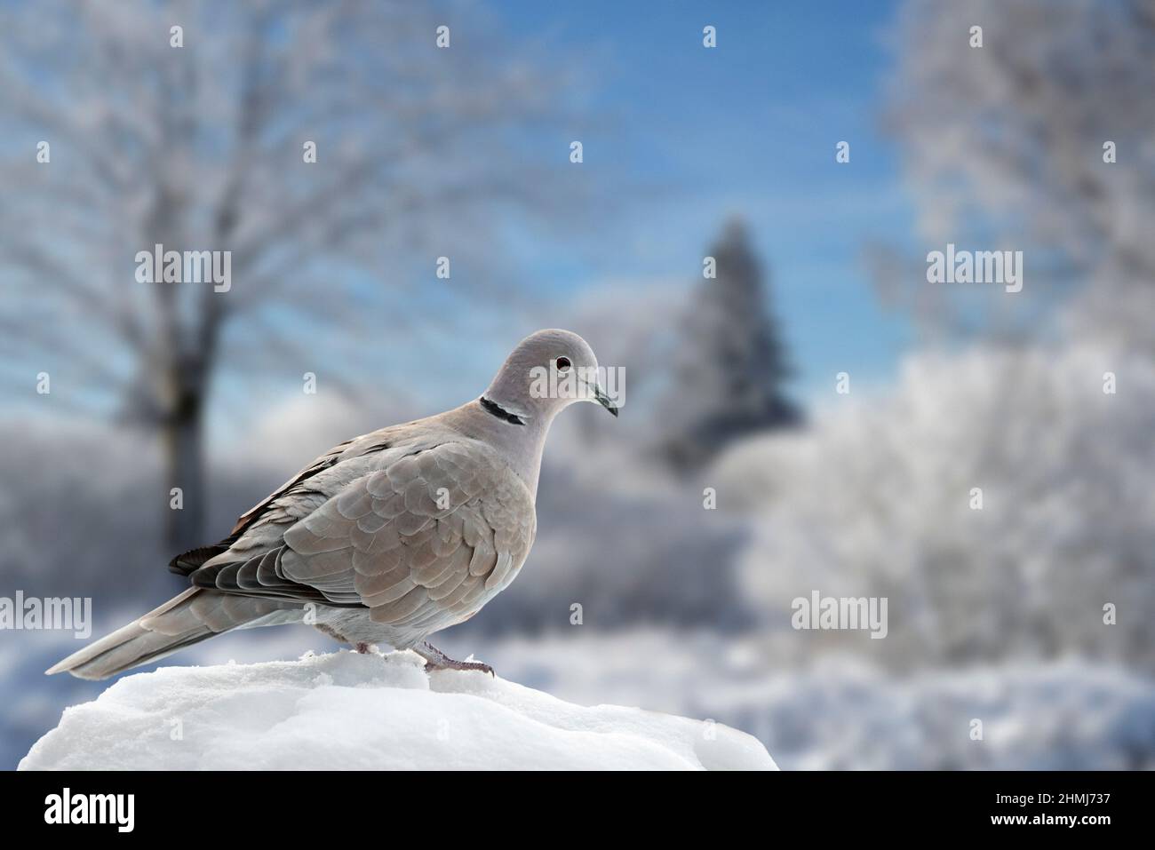 Im Winter thront die eurasische Halstaube (Streptopelia decaocto) im Schnee Stockfoto