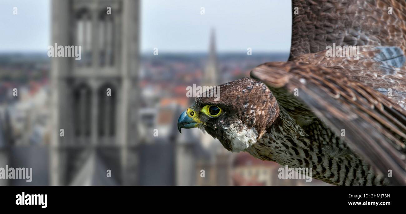 Wanderfalke (Falco peregrinus) Nahaufnahme des weiblichen Flugs über die europäische Stadt an der Kirche vorbei. Digitales Composite Stockfoto