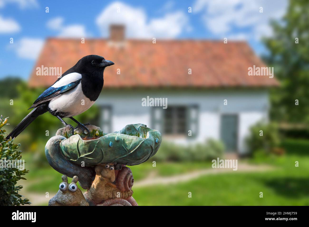 Eurasische Elster / gemeine Elster (Pica pica) auf Vogelbad thront / Kunststoff-Garten Ornament des Hauses in der Landschaft Stockfoto