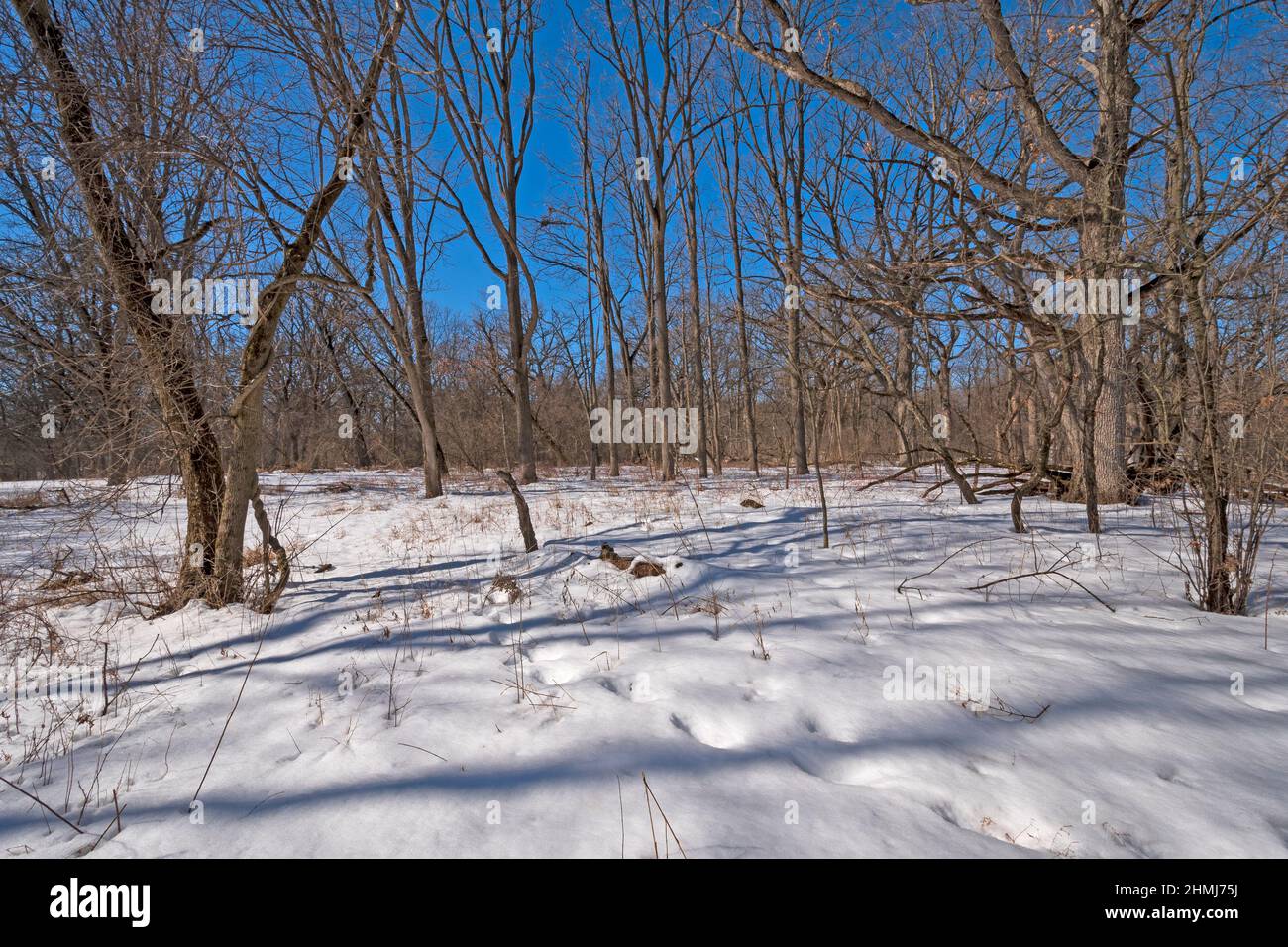 Verschneite Böden im Winterwald im Spring Creek Preserve in Illinois Stockfoto