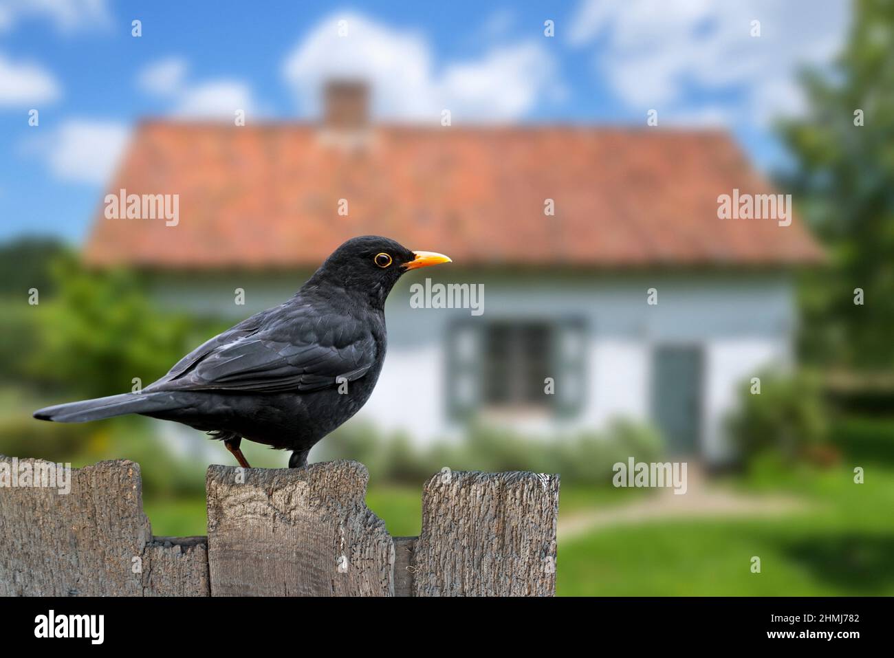 Amsel (Turdus merula) Männchen auf alten Holzzaun im Garten des Hauses auf dem Land thront Stockfoto