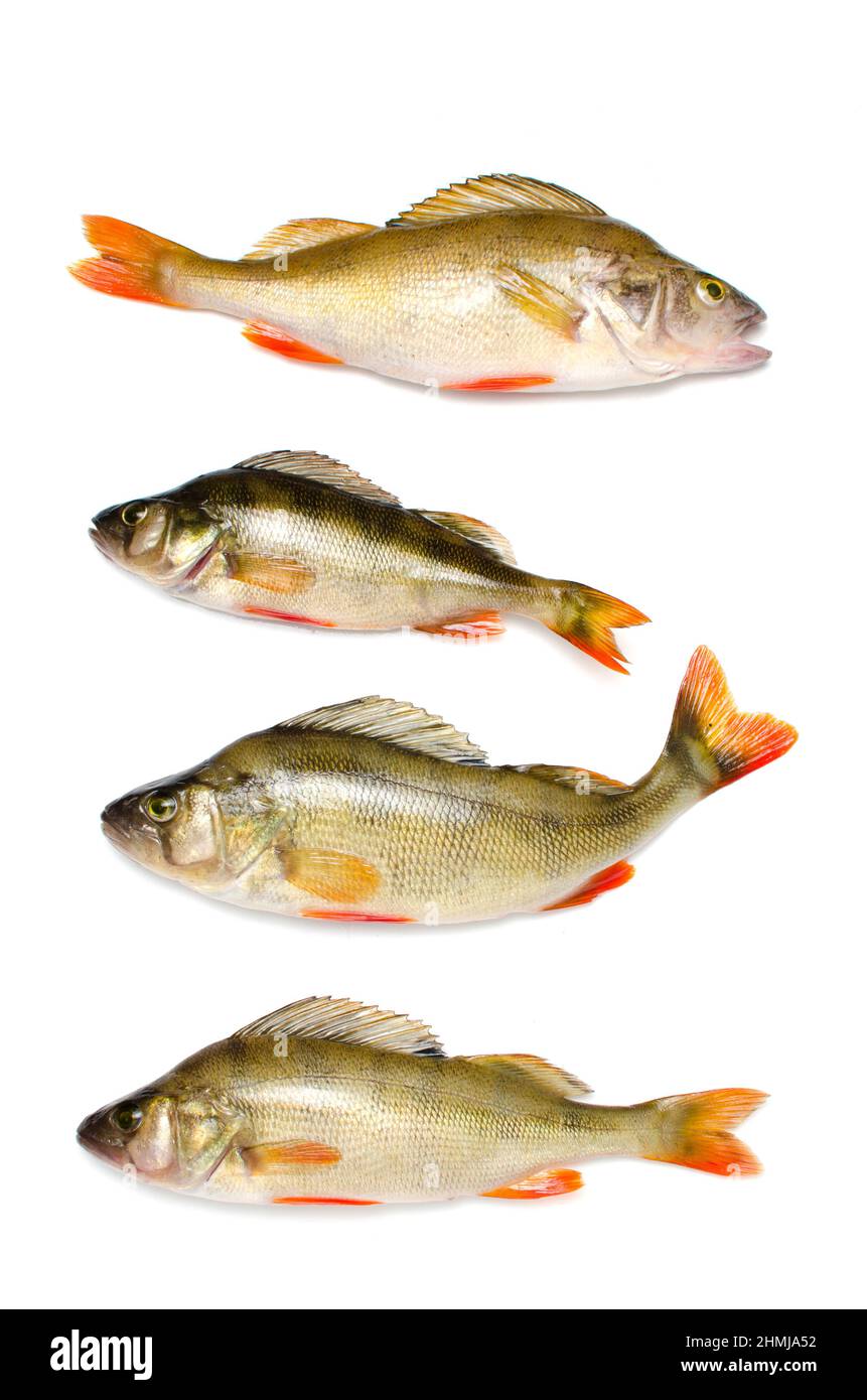 Fluss bass auf einem weißen Hintergrund, Süßwasserfische close-up. Stockfoto