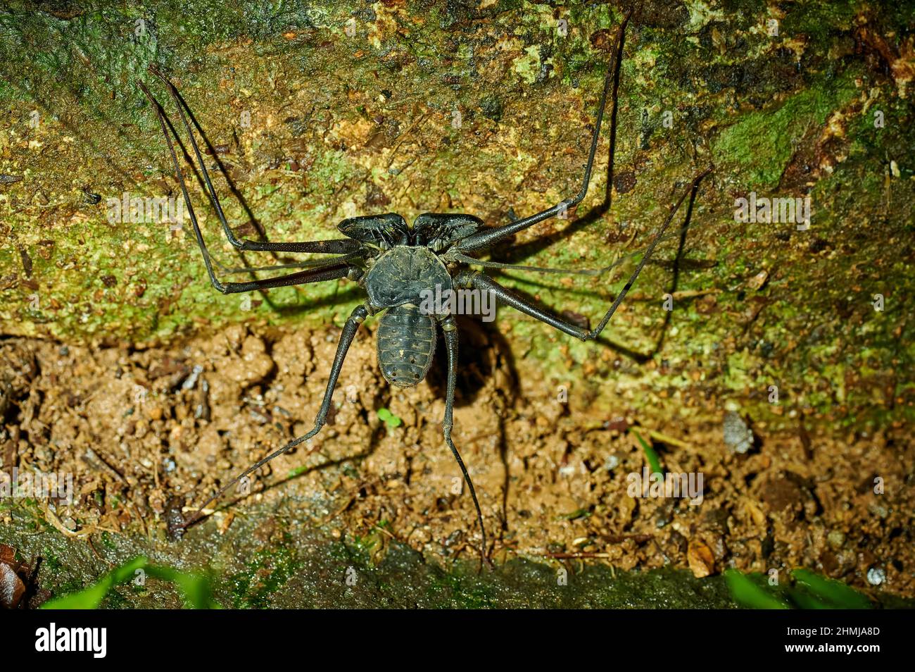Amblypygi, Peitschenspinnen oder schwanzlose Peitschensorpione, Uvita, Costa Rica, Mittelamerika Stockfoto