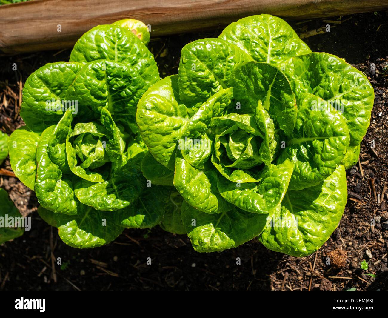 Salat aus biologischem Anbau im Küchengarten Stockfoto