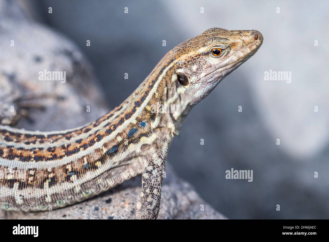 Unterart eisentrauti von TeneriffaEidechse (Gallotia galloti