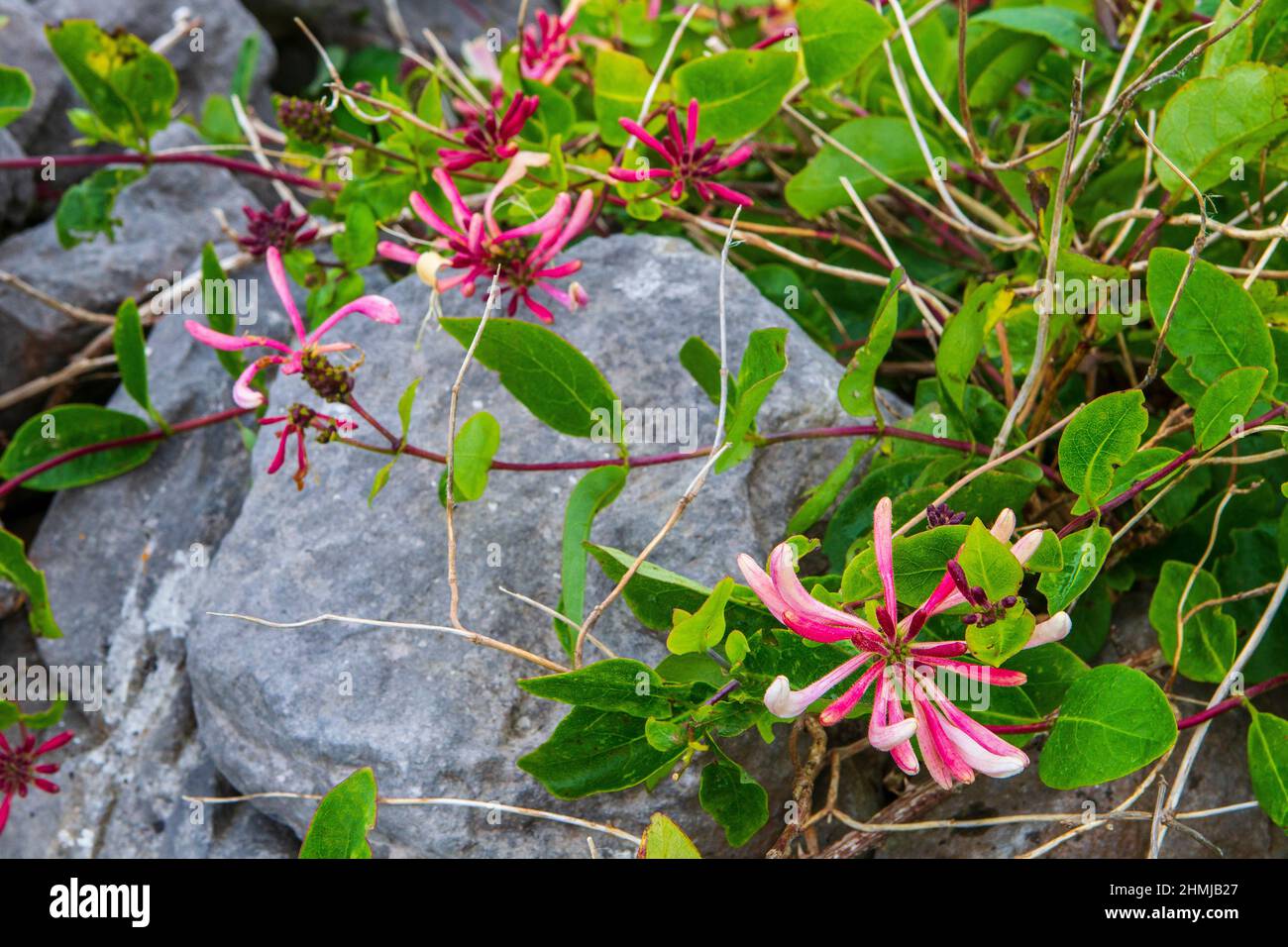 Lonicera caprifolium L. Perfoliate-Geißblatt, Italienische Geißblatt, Italienische holzbine, Geißblatt, Ziegenblatt-Geißblatt, Caprifoyle, Kleiner Hone Stockfoto