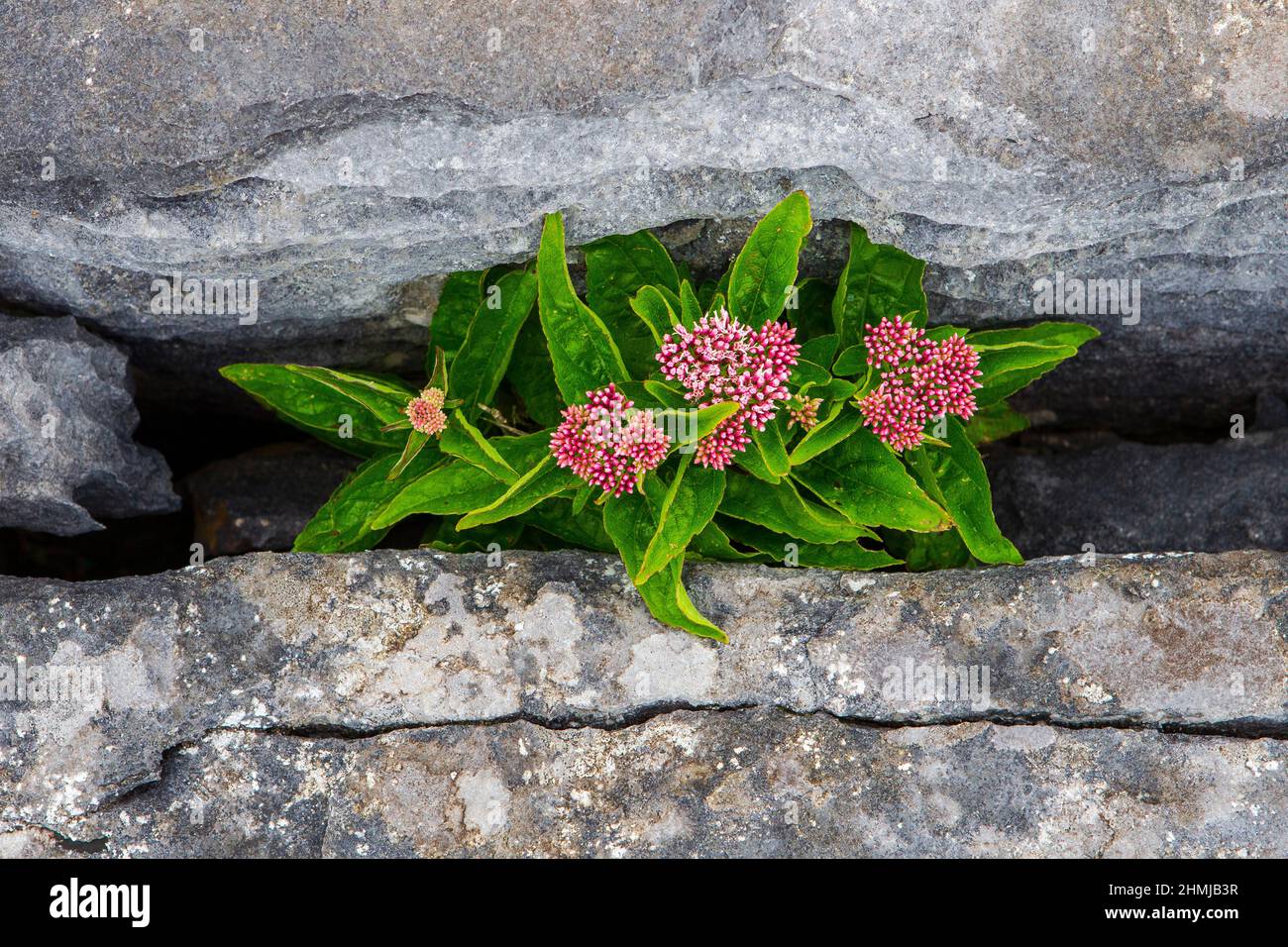 Sumpfmilchkraut Asclepias incarnata Sumpf; Milchkraut; Asclepias; incarnata; Seelilt; Rose; Kalkstein; Karst; Grike; burren; county clare; irland; Clar Stockfoto