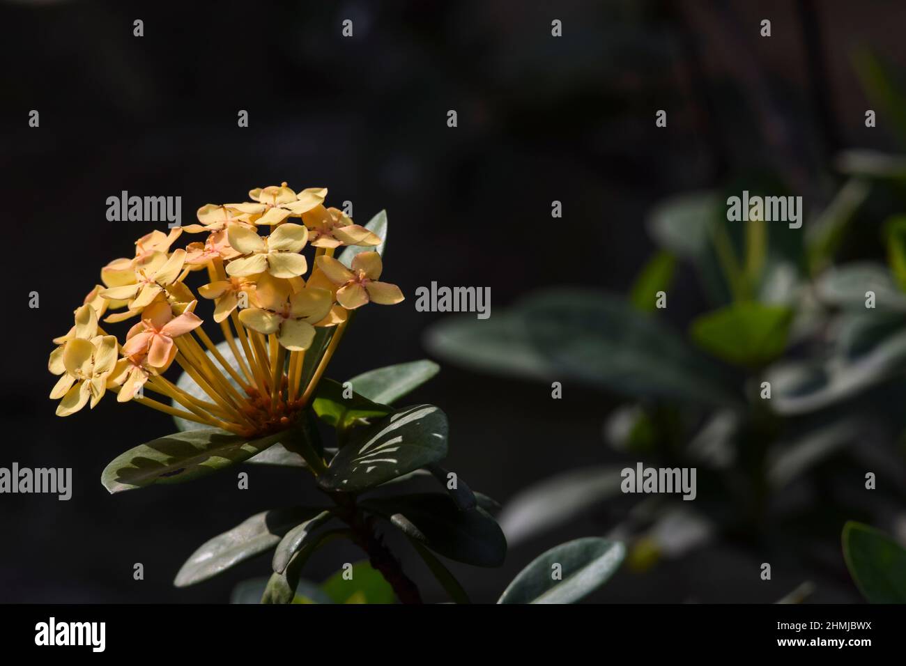 Mini-Ixora. Kugelförmige gelbe Blumen umgeben von dunkelgrünen Blättern und dem Hintergrund der Hauswand. Ixora coccinea in natürlicher Lichtumgebung. Auch bekannt als Stockfoto