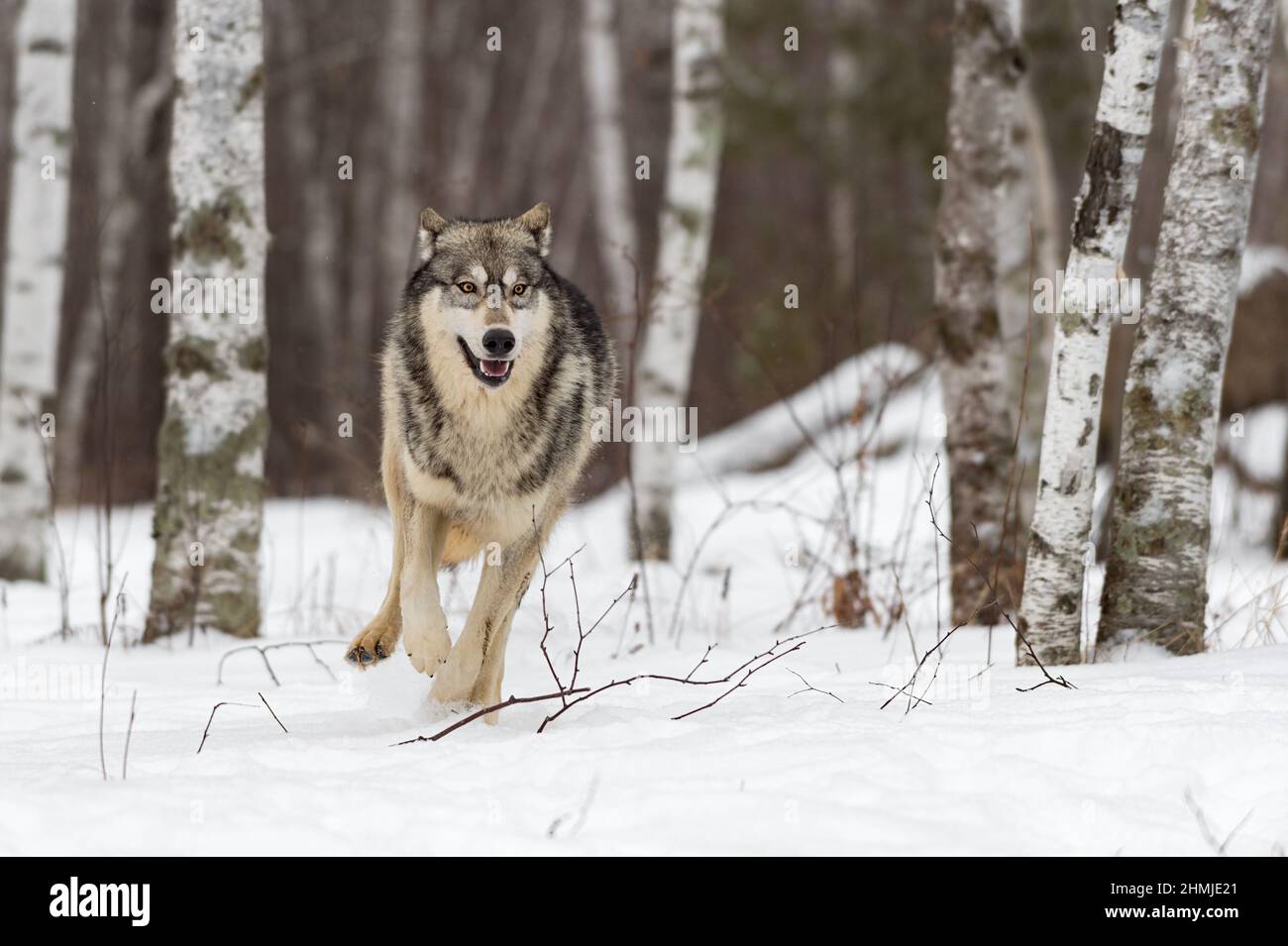 Grauer Wolf (Canis lupus) durchzieht den Winter im Wald - ein gefangenes Tier Stockfoto