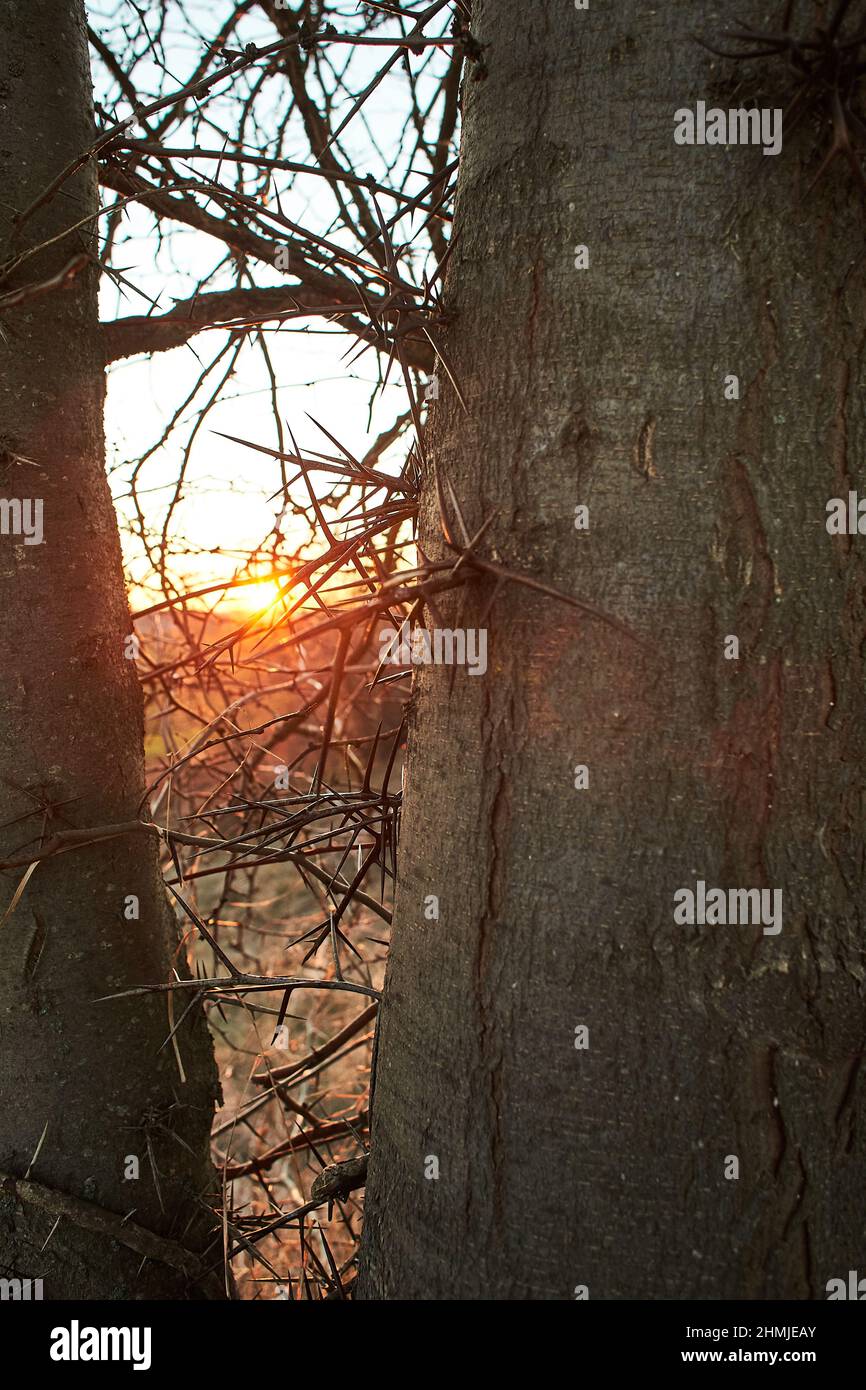Dorniger Stamm von Akazienbaum, der in der Natur aus nächster Nähe mit Schnee bedeckt ist Stockfoto