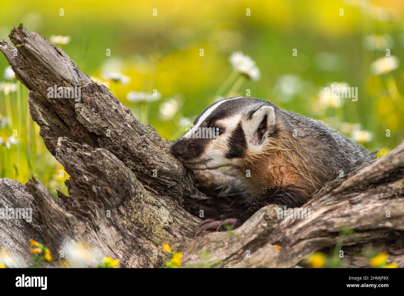 North American Badger (Taxidea Taxus) schnüffelt im Log Spur Summer - Captive Animal Stockfoto