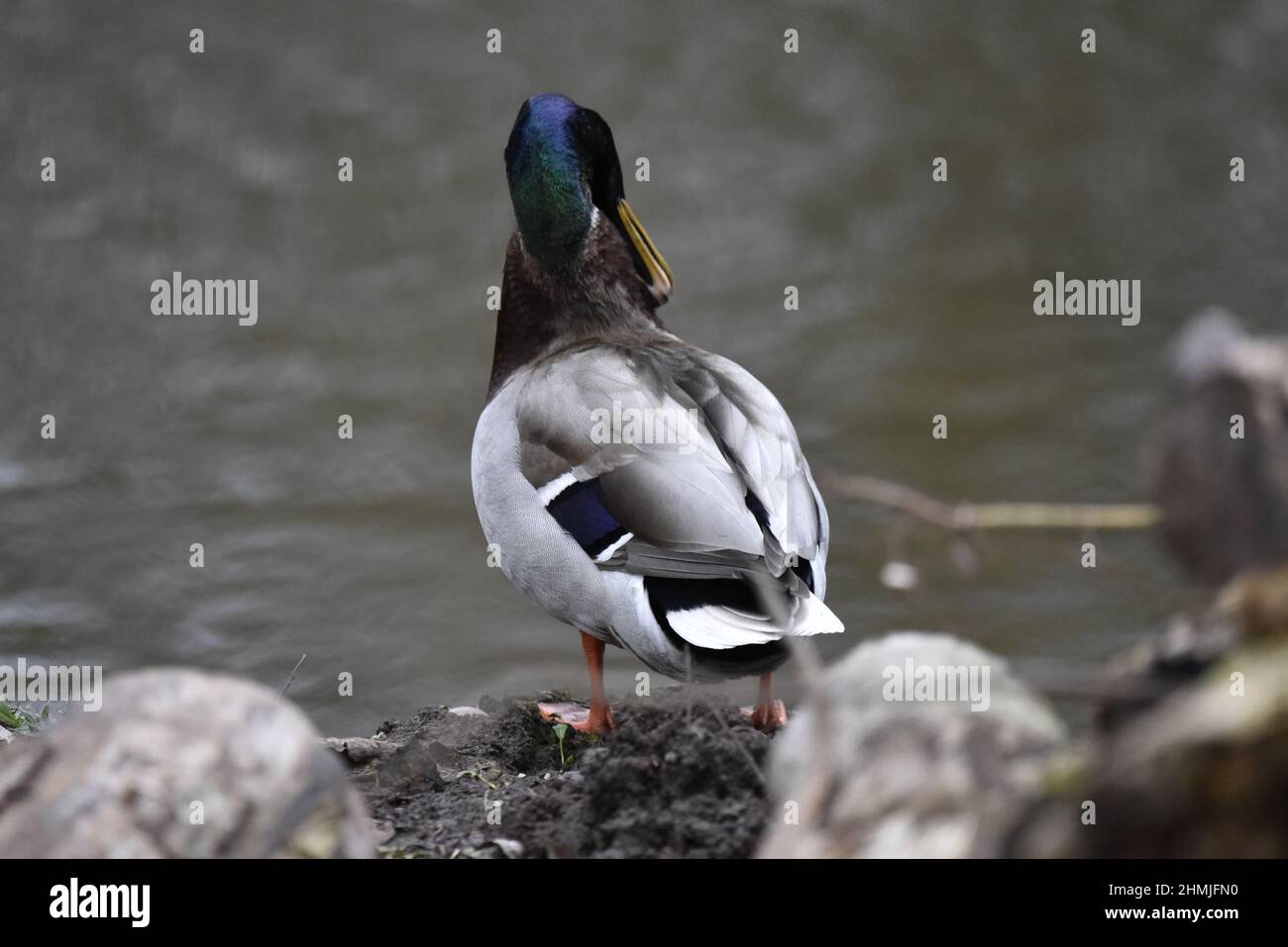 Nahaufnahme Rückansicht einer männlichen Drake-Mallard-Ente (Anas platyrhynchos), die im Winter die rechte Seite des Halses vor einem verschwommenen Wasserhintergrund aufsticht Stockfoto