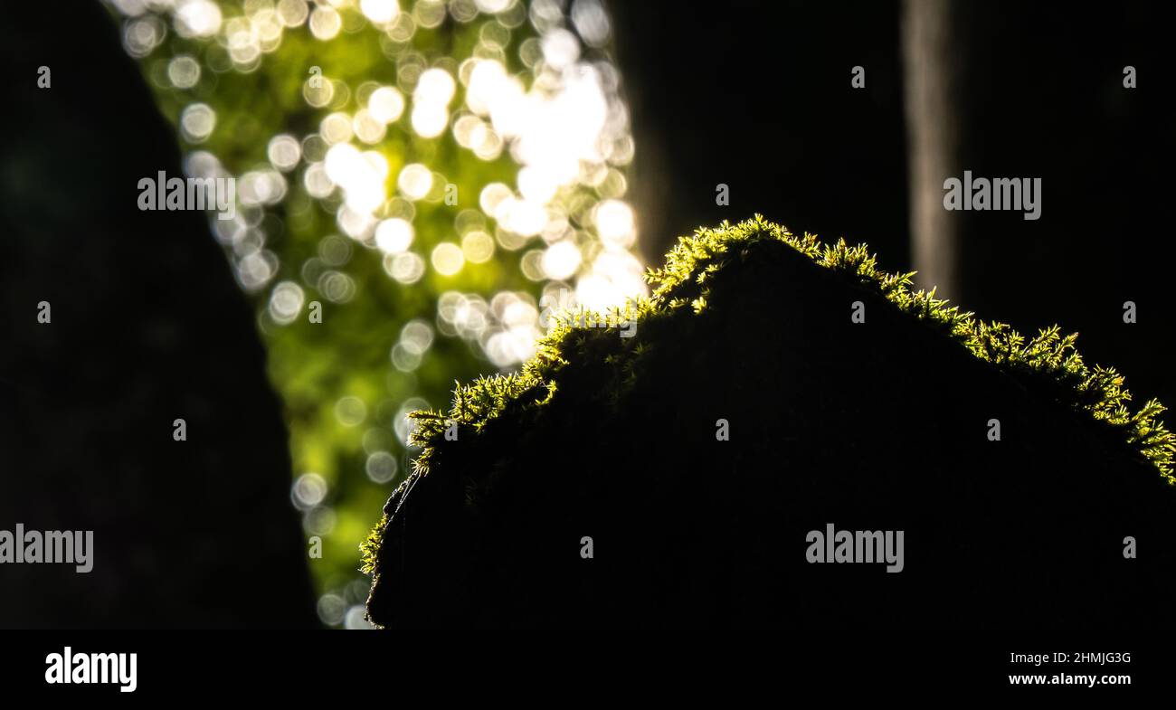 Moos auf einer Stange, von der Sonne beleuchtet, schönes Bokeh im Hintergrund Stockfoto