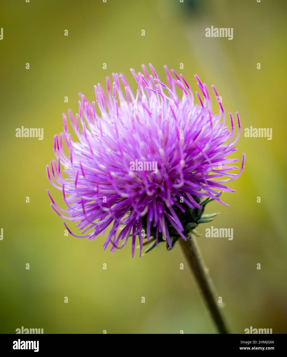 Nahaufnahme einer violetten oder rosa Distelblume in voller Blüte Stockfoto