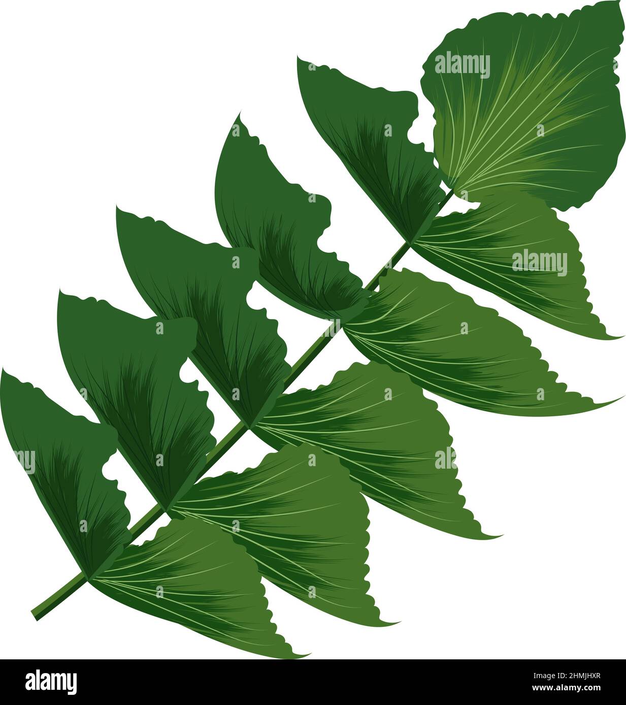 Baumzweig mit grünen Blättern. Exotische Dschungelpflanze Stock Vektor