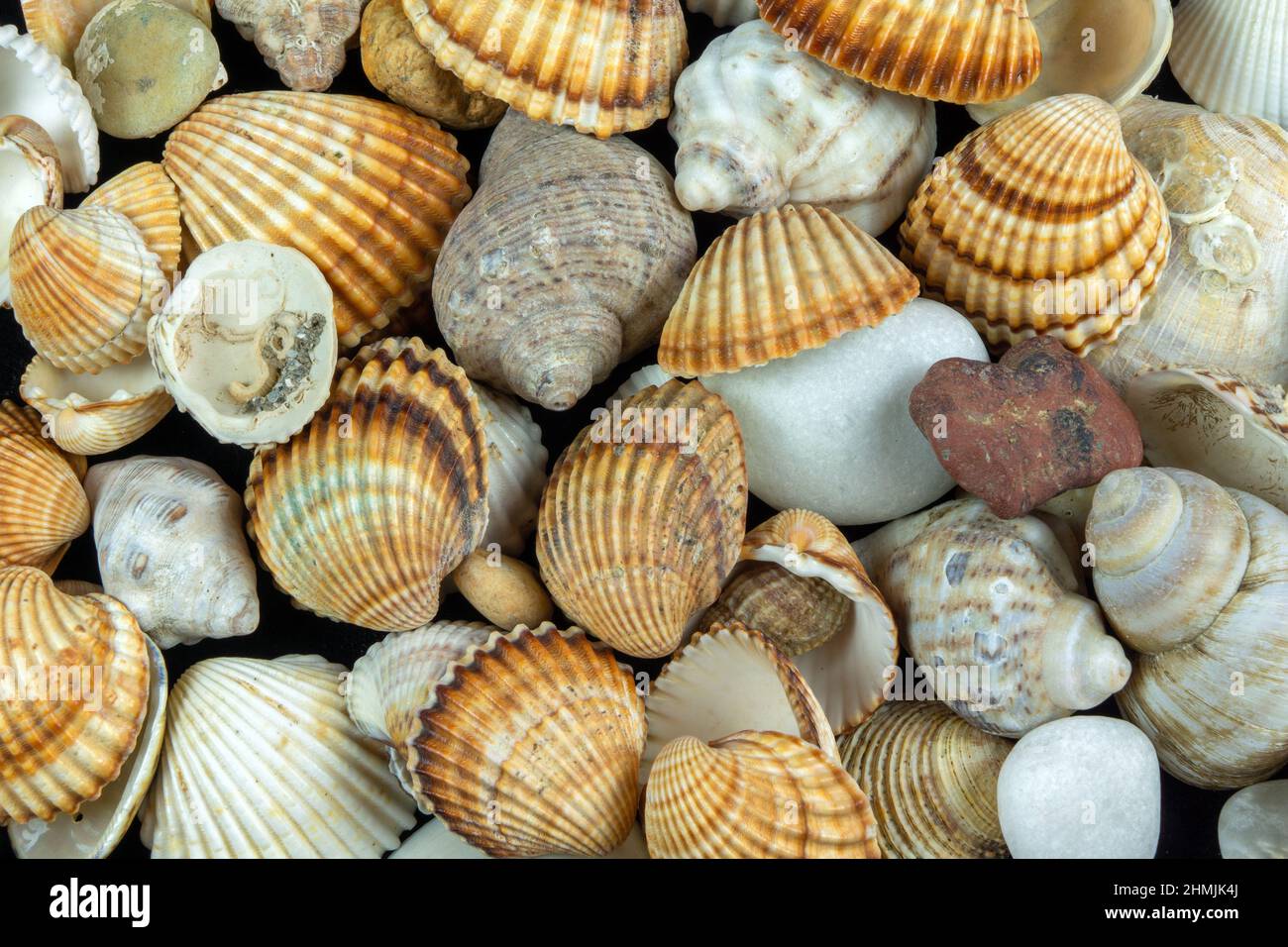 Nahaufnahme der Muschelschalen Stockfoto