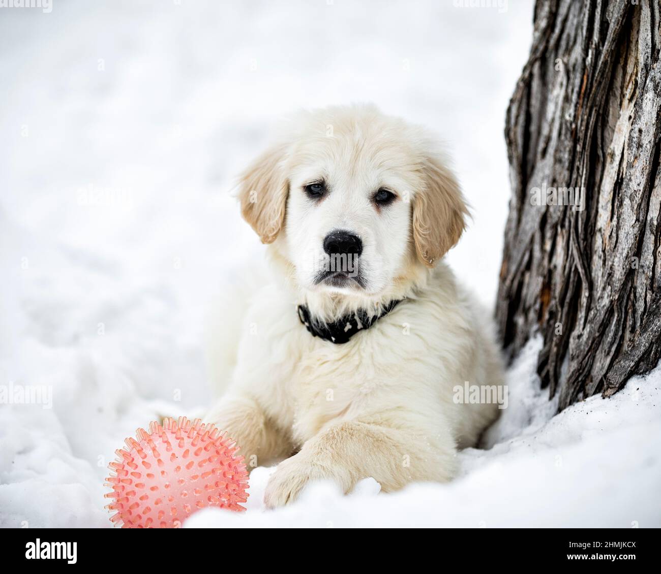 Ein englischer Cream Golden Retriever Welpe im Schnee. Stockfoto