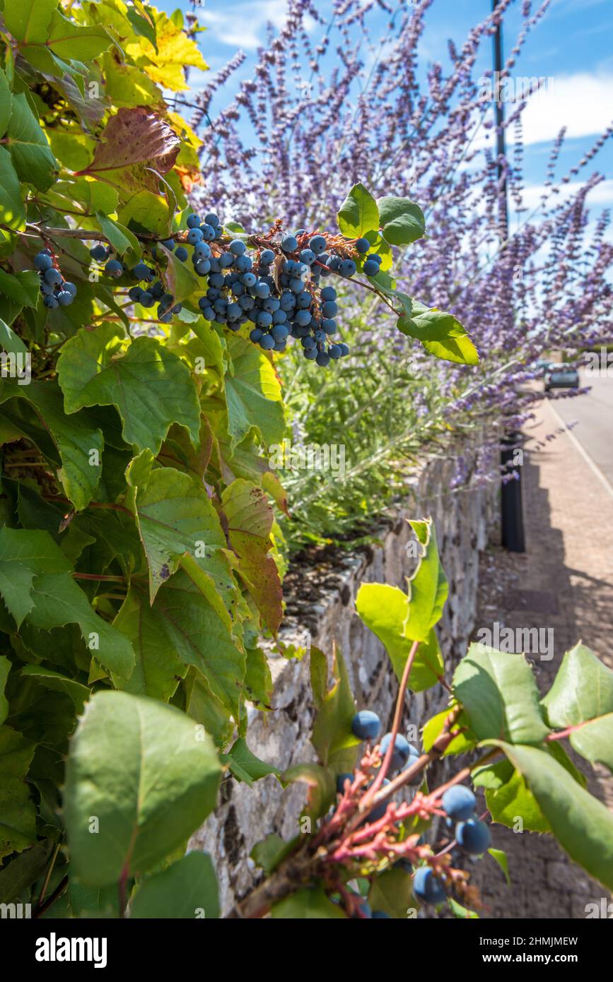 Nahaufnahme von im Weinberg und Lavendel in Burgund Tag mit blauem Himmel Stockfoto