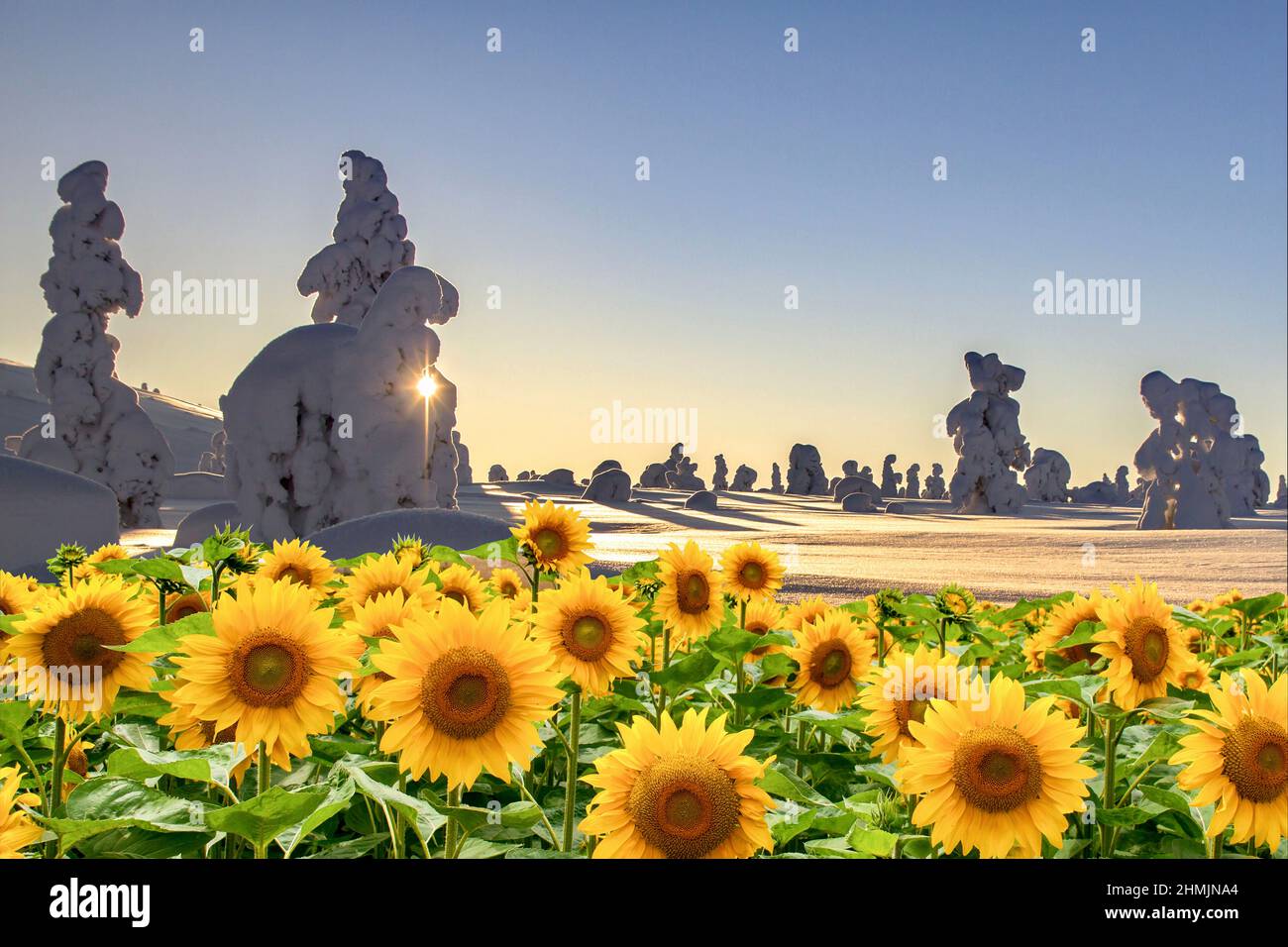 Geheimnisvolle Schneebewohner pflegen ihren Garten - Sonnenblumen in Lappland - Klimawandel - Himmelblau, um Text hinzuzufügen. Stockfoto