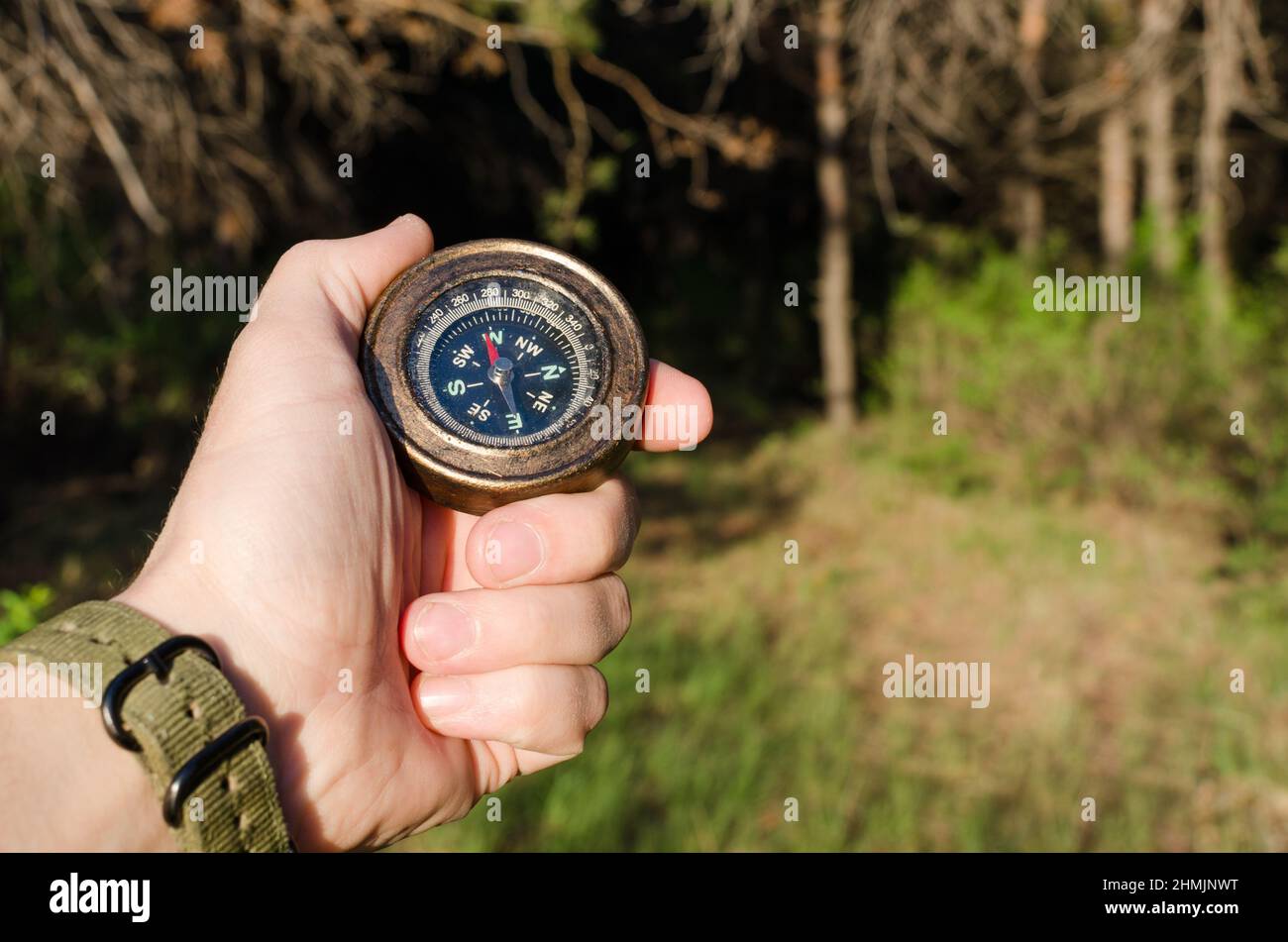 Des Menschen Hand mit einem Kompass gegen einen Pinienwald. An sonnigen Tagen. Stockfoto