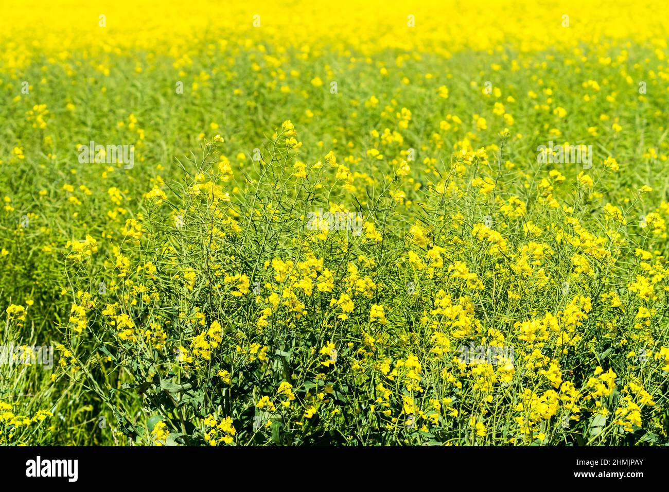 Rapsblumen aus der Nähe in einem Feldkonzept landwirtschaftliche Ernte in Western Cape, Südafrika Stockfoto