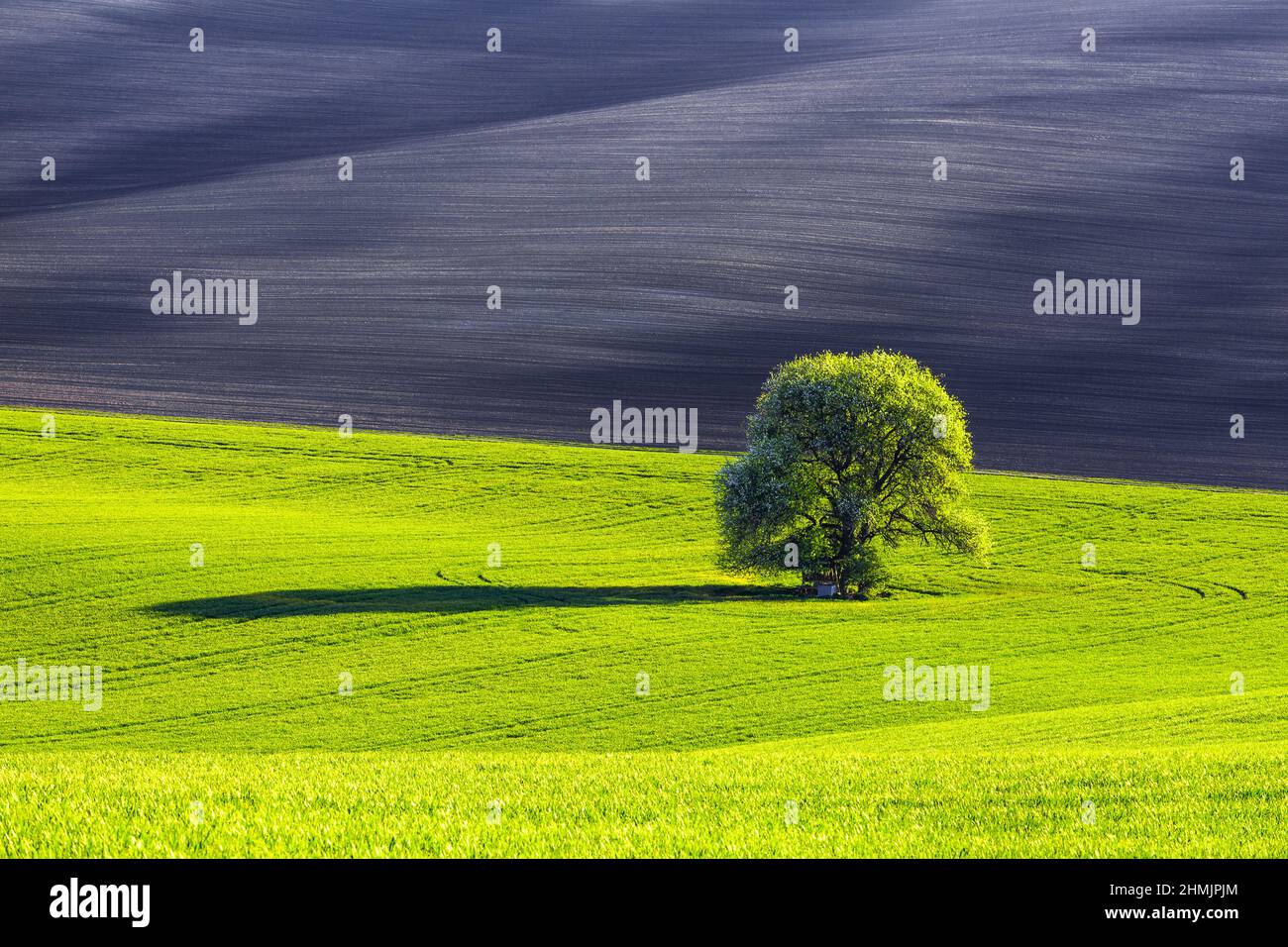 Es gibt einen einsamen üppigen Baum auf dem Rasen, der mit grünen Blättern bedeckt ist. Schwarzes Feld. Schöner Ort Mähren, Tschechische republik. Schöne Frühlingslandschaft. Blumen Stockfoto
