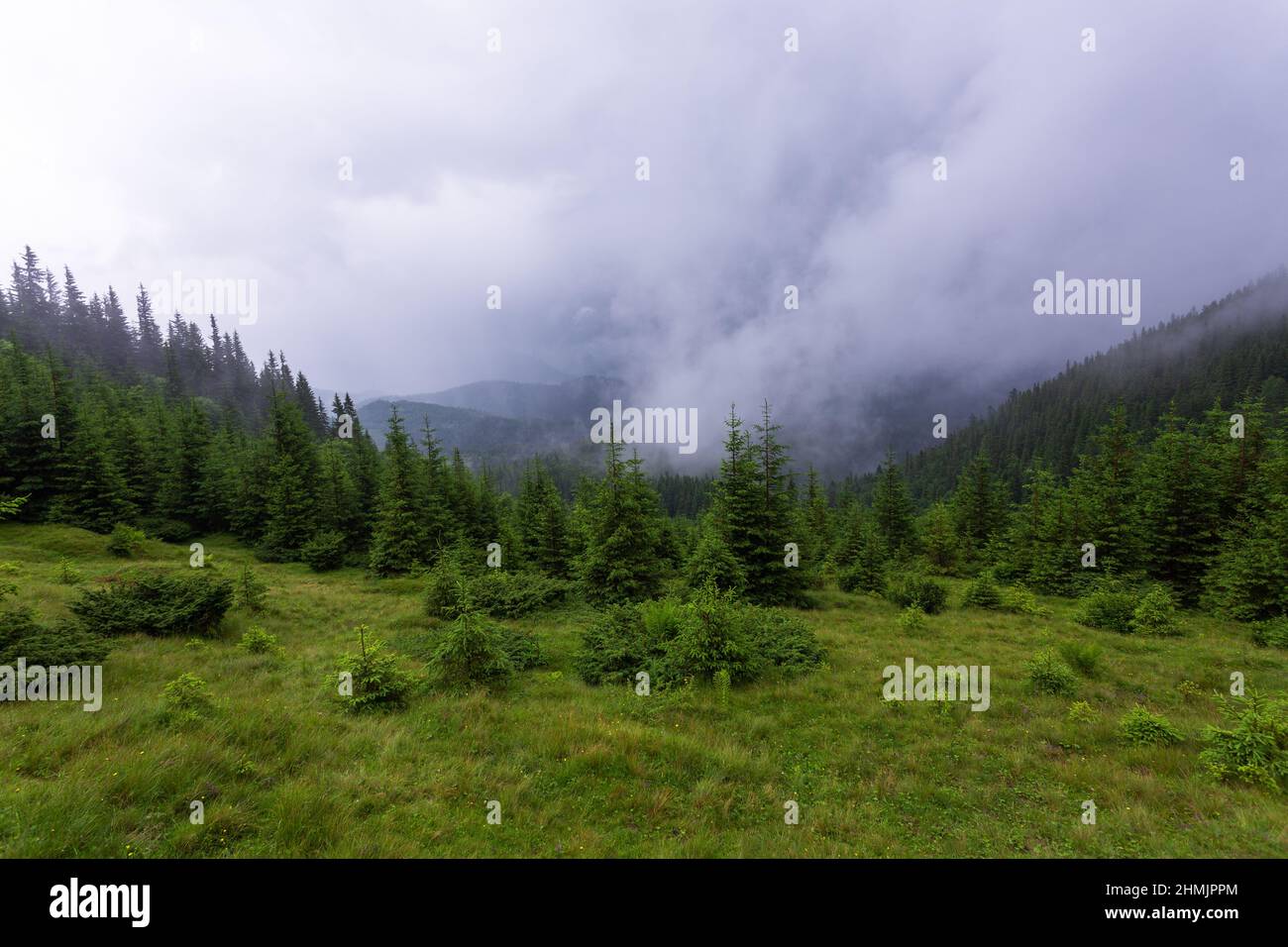 Berge, Felder und Wiesen sind mit Morgennebel und Tau bedeckt. Hintergrund des Hintergrundbilds. Touristischer Kurort Karpaten Nationalpark, Ukraine Europa. Sp Stockfoto