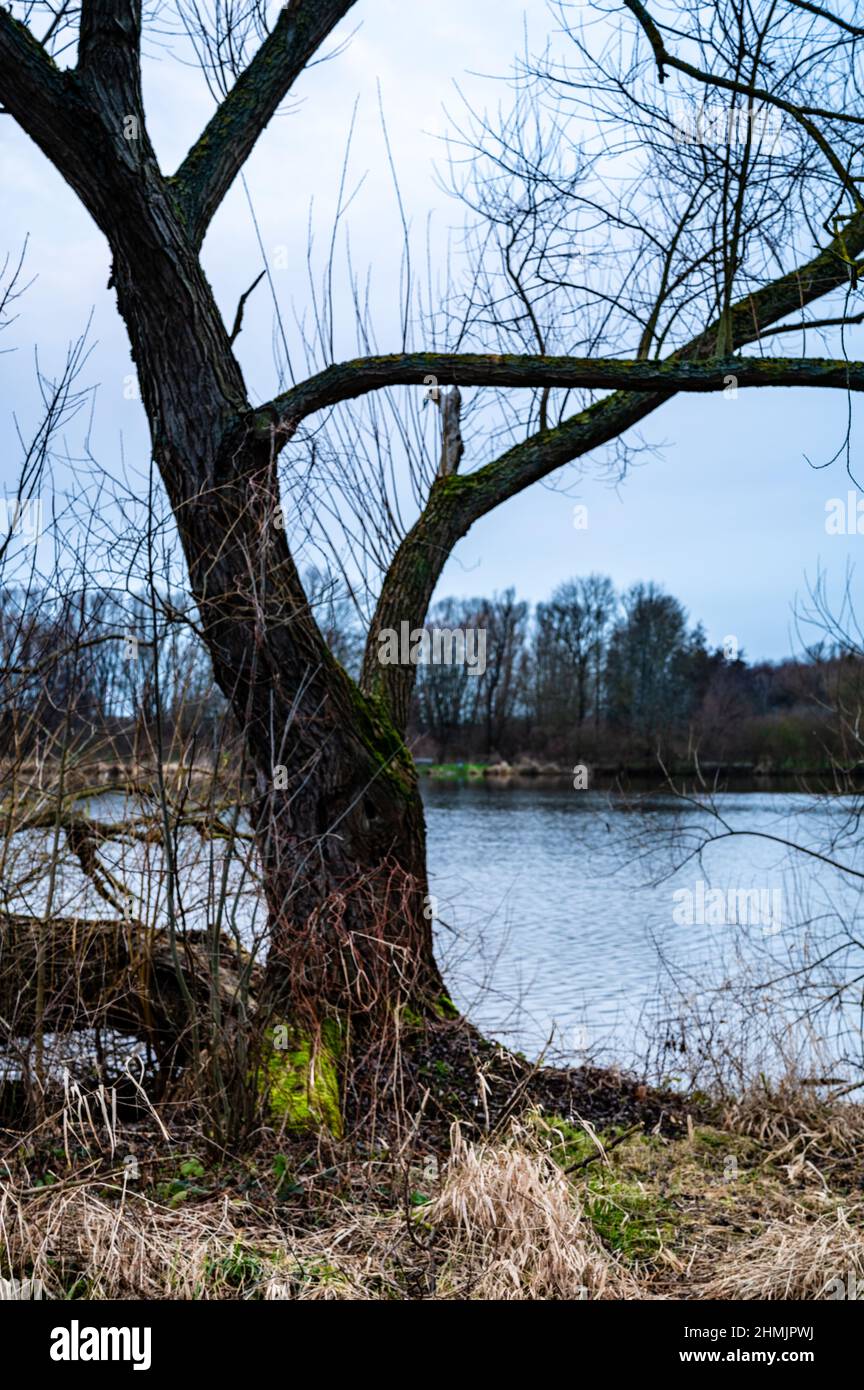An einem kalten, unbehaglichen Wintertag am See mit einem Baum am Ufer. Stockfoto
