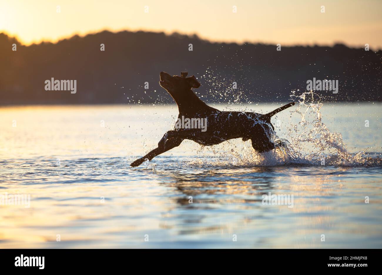 Vollblut-Kurzhaarzeiger aus Deutschland. Spielerischer, lustiger brauner Hund läuft auf dem Wasser und spritzt ihn auf dem Hintergrund mit gelbgrünem Gras herum Stockfoto