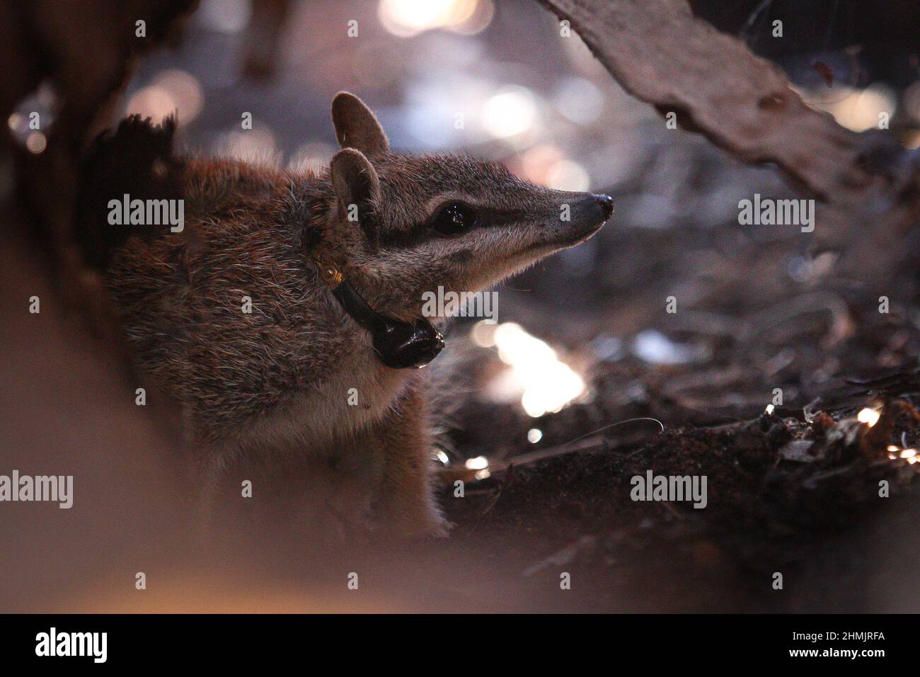 (220210) -- SYDNEY, 10. Februar 2022 (Xinhua) -- Undatiertes Foto, das vom Australian Wildlife Conservancy (AWC) veröffentlicht wurde, zeigt eine Numbat im Mallee Cliffs National Park in New South Wales in Australien. Ökologen haben einige der süßesten und seltensten einheimischen Tiere Australiens, Rotschwanzwedeln und Numbats, durch die Verlagerung von ihnen von einem Ende des Inselkontinents zum anderen, zu neuen Leasen des Lebens verholzt. Die AWC gab am Mittwoch bekannt, dass 60 Phascogales die 1.400 km lange Reise vom Alice Springs Desert Park im Northern Territory zum Mallee Cliffs National Park im Südwesten von unternommen haben Stockfoto