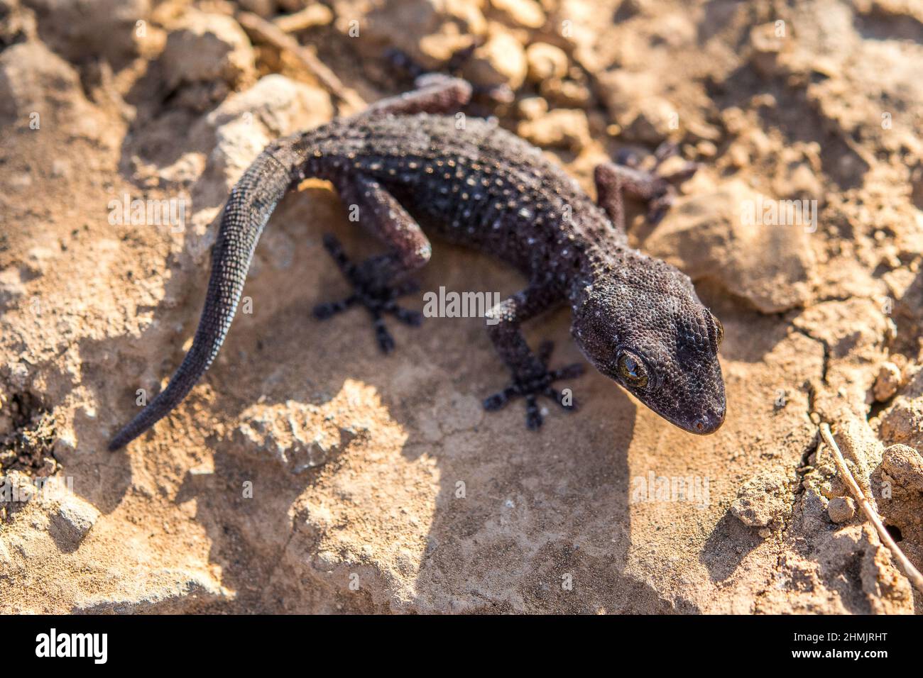 Teneriffa-Gecko oder Teneriffa-Wandgecko (Tarentola delalandii), endemisch auf den Kanarischen Inseln. Stockfoto