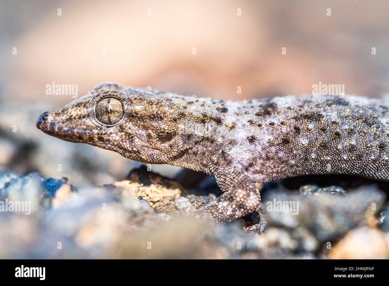 Teneriffa-Gecko oder Teneriffa-Wandgecko (Tarentola delalandii), endemisch auf den Kanarischen Inseln. Stockfoto