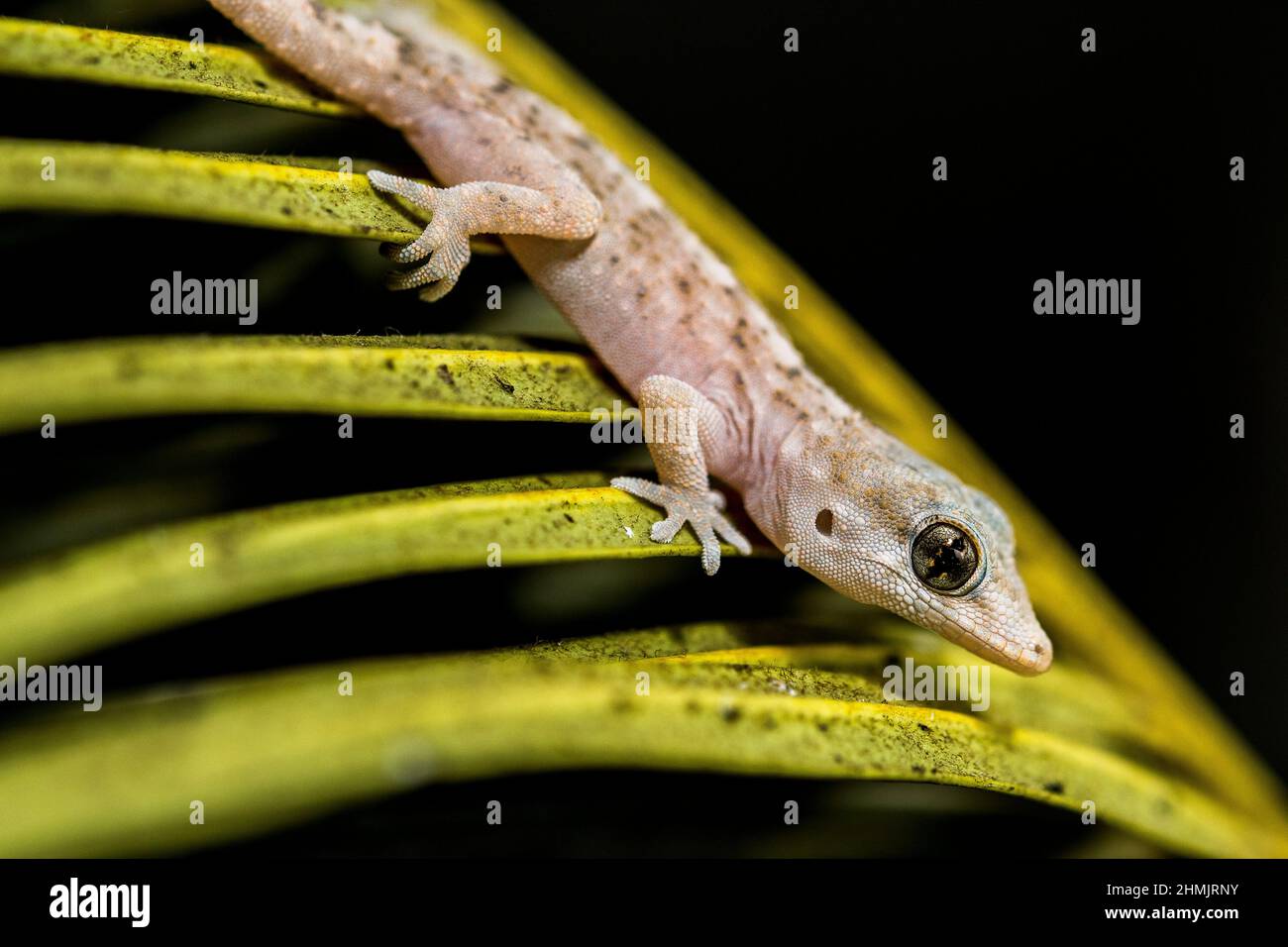 Teneriffa-Gecko oder Teneriffa-Wandgecko (Tarentola delalandii), endemisch auf den Kanarischen Inseln. Stockfoto