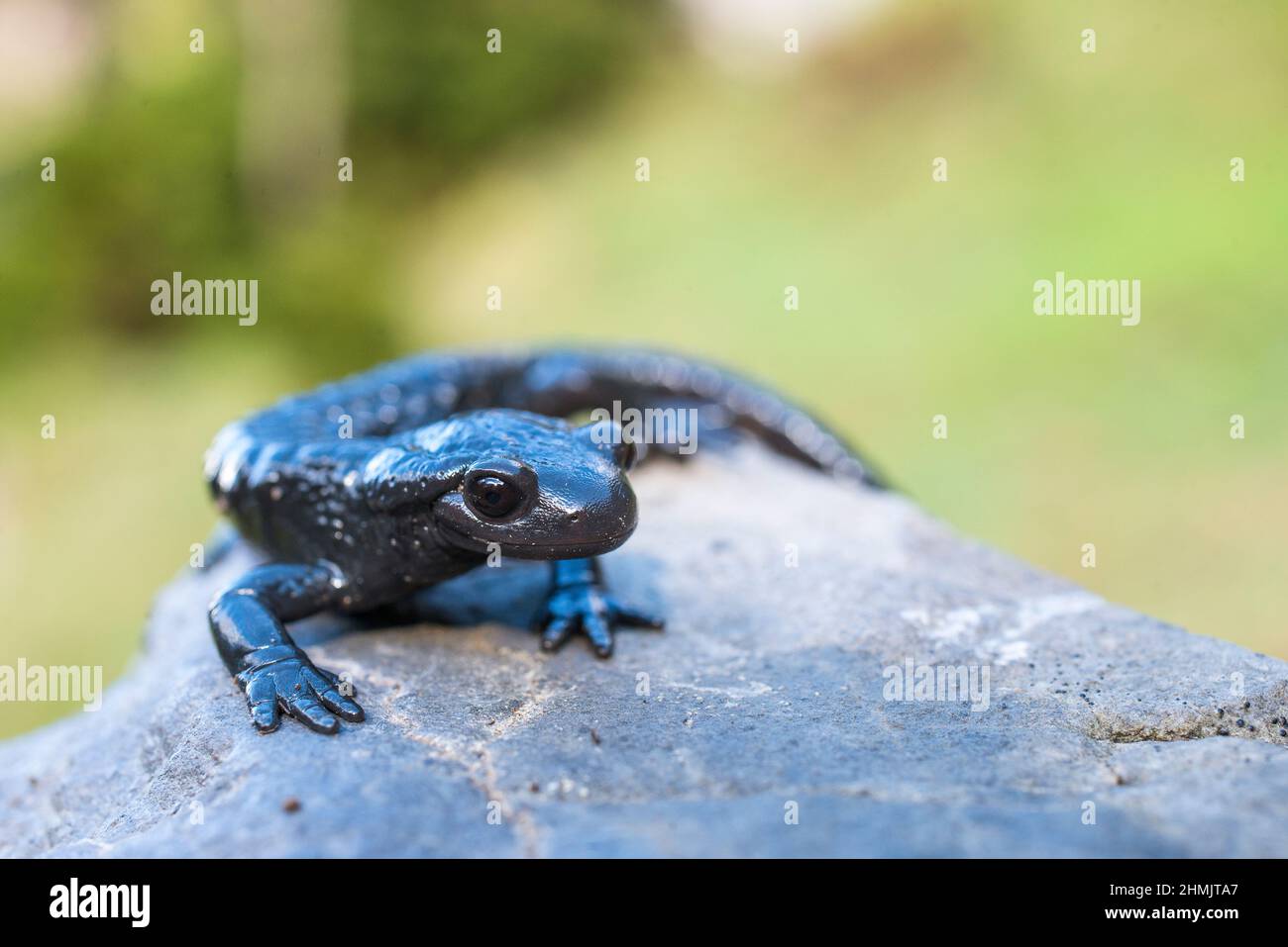 Alpensalamander (Salamandra atra atra) ist ein glänzend schwarzer Salamander, der in den Alpen gefunden wird. Stockfoto
