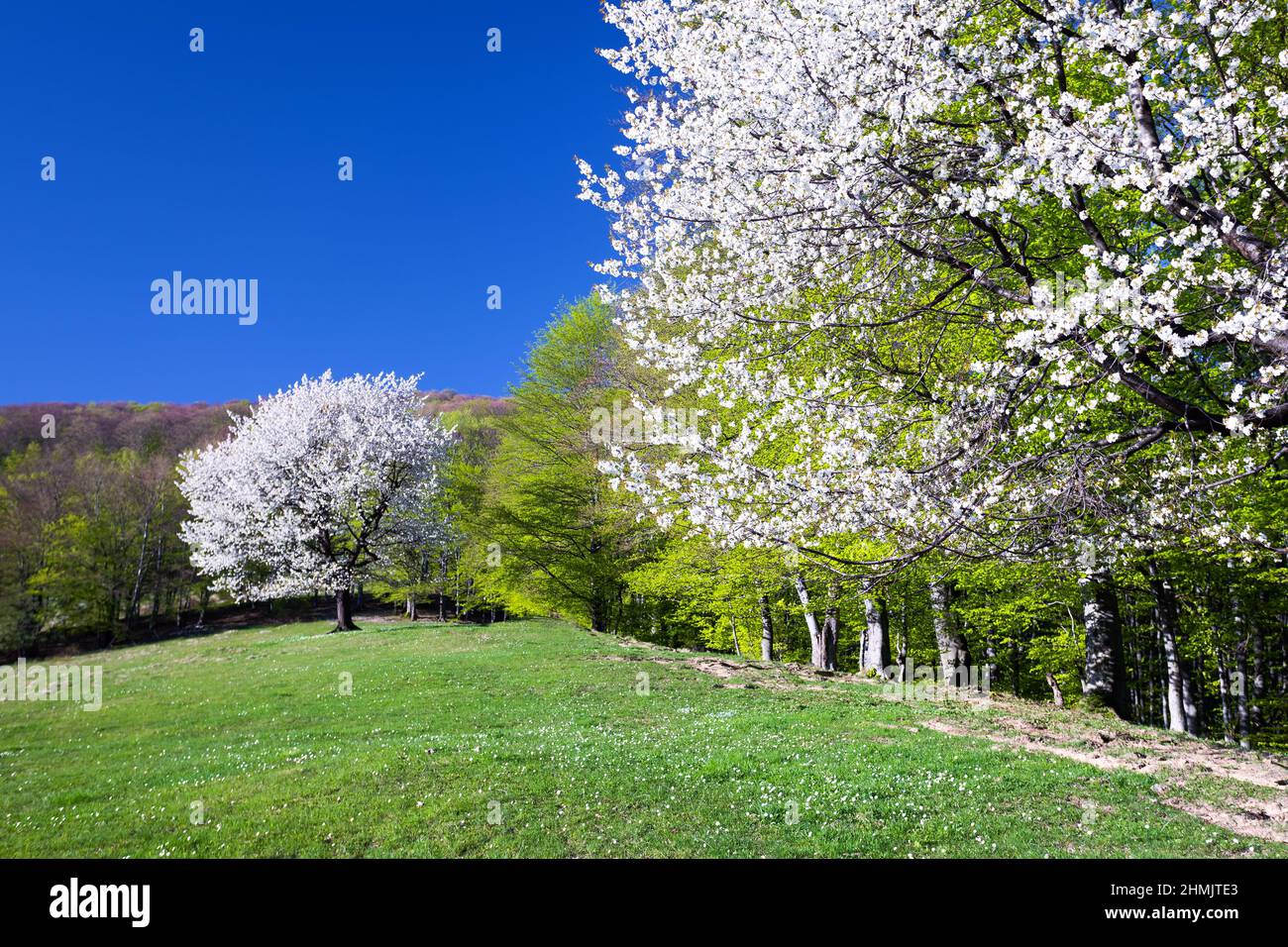 Frühlingslandschaft mit Kirschen bedeckt mit Blumen und grünen Blättern. Stockfoto