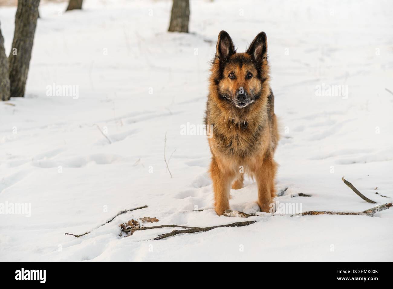 Ein Deutscher Schäferhund steht im Schnee Stockfoto