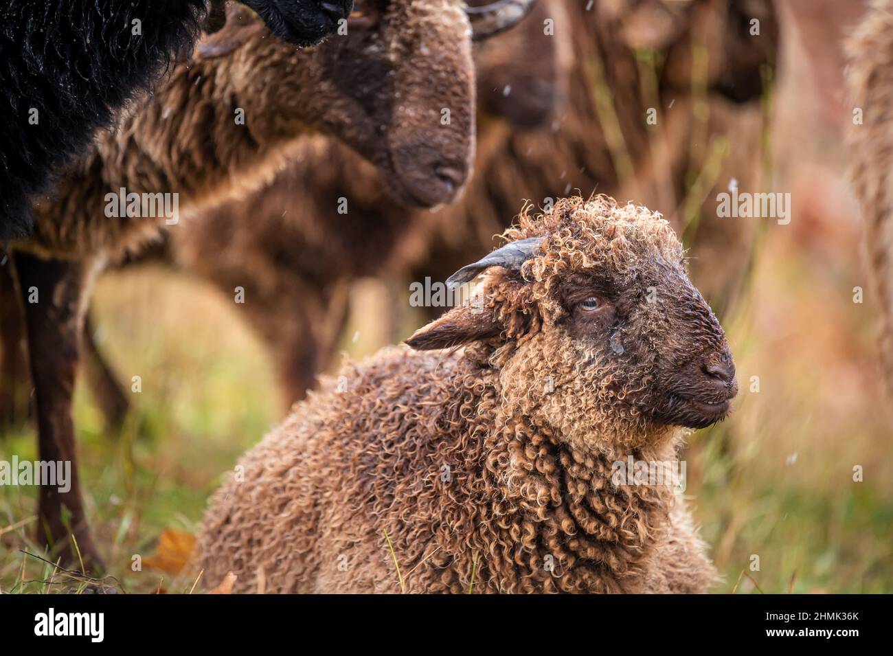 Porträt eines schweizer Lammes. Ein lockiges Fell gehörnte Wallis Land Schafe. Roux du Valais. Schweiz. Vieh. Stockfoto