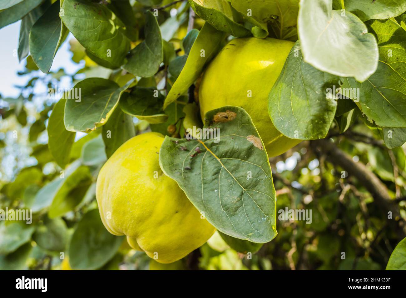 Reife Früchte von gelber Quitte. Ein Haufen gelber Quitten wächst auf dem Busch auf dem Land. Stockfoto