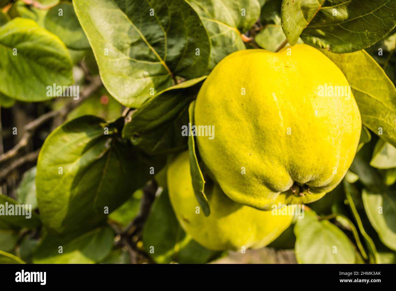 Reife Früchte von gelber Quitte. Ein Haufen gelber Quitten wächst auf dem Busch auf dem Land. Stockfoto