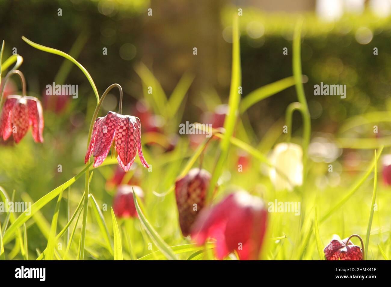 Eine wunderschöne violette Fritillarblüte in der Frühlingssonne mit einem grünen Hintergrund aus der Nähe Stockfoto