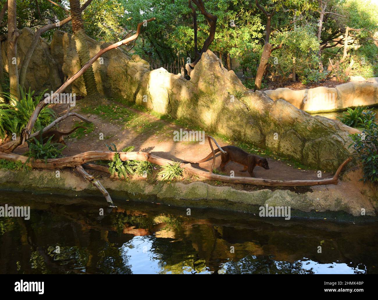 Fosa oder Fossa (Cryptoprocta ferox) in natürlicher Umgebung in wilden Lebensräumen im spanischen Zoo Valencia Bioparc. Wilde afrikanische Tiere in Äquatorialvore Stockfoto