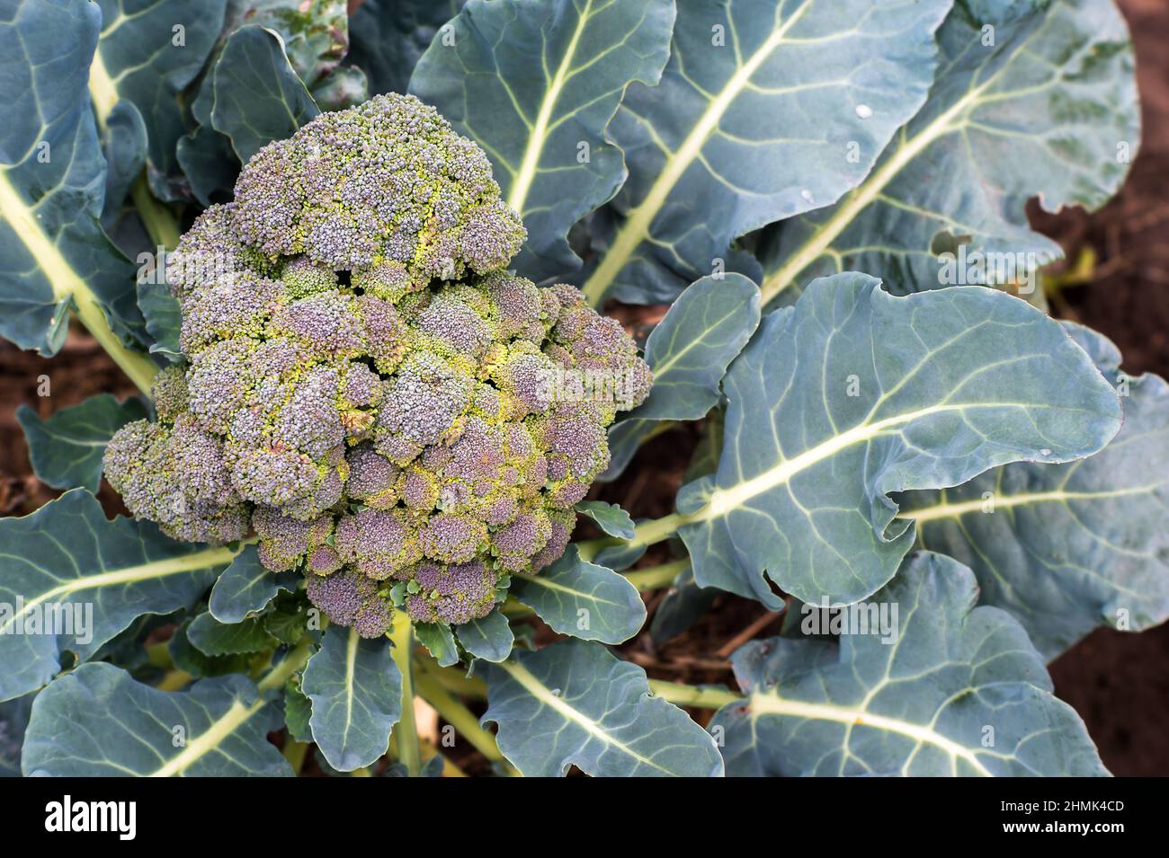 Ein Busch aus Brokkoli-Spargelkohl mit einem reifen Blütenstand in der Nähe im Garten. Hintergrund. Stockfoto