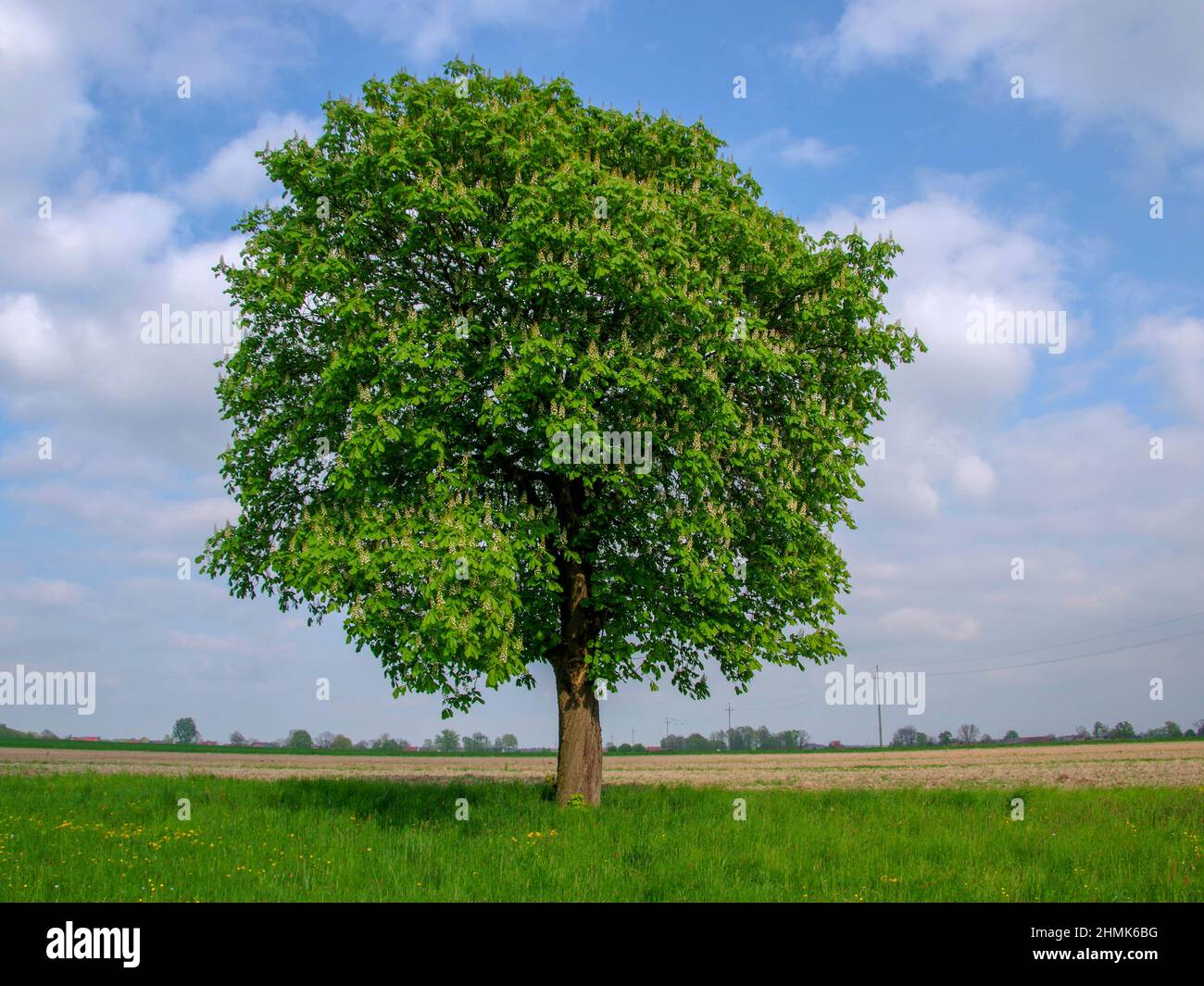 Flaches, ebenes Gelände, Ackerland und Wiesen. Ein einsamer, sommergrüner Baum in der Mitte des Rahmens. Es ist ein blühender Kastanienbaum. Der Himmel ist leicht Stockfoto