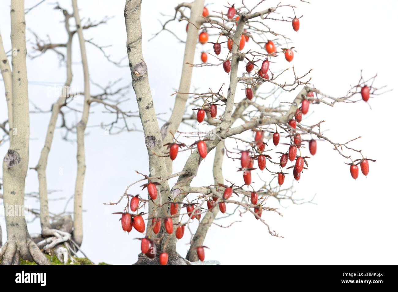 Rosenfrucht, Weißer Baum mit Ästen, leuchtend rote Hagebuttenbeeren auf weißem Hintergrund, Wintersaison, Japan Flora Stockfoto
