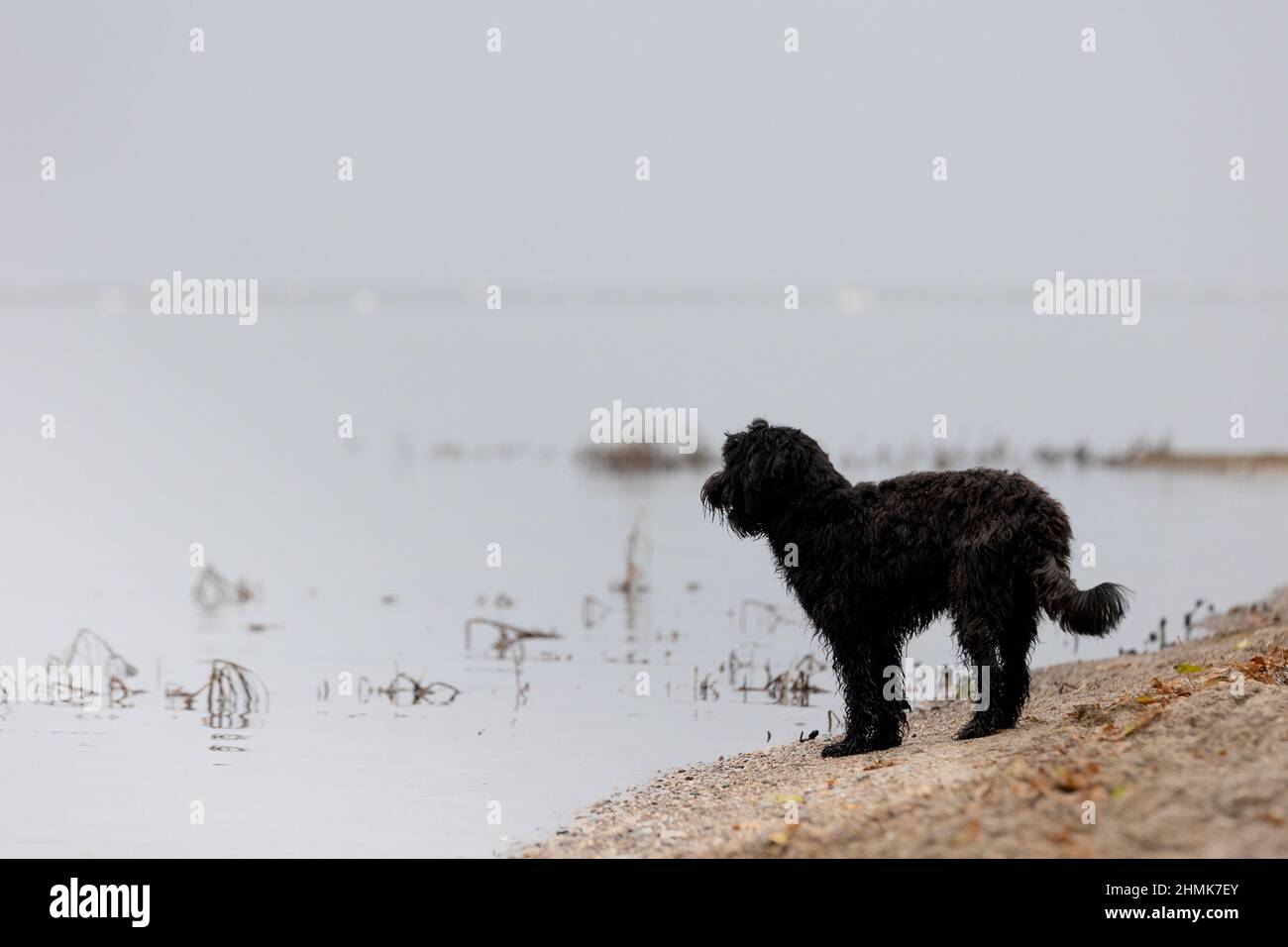 Schwarzer Labradoodle-Hund am einsamen Strand in Greifswald, Deutschland mit Blick auf das ruhige Meer Stockfoto