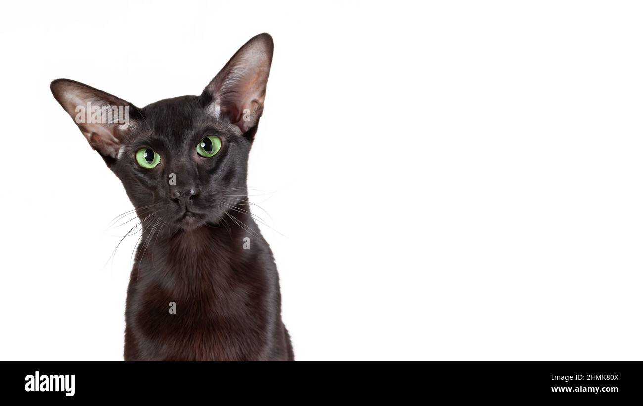 Nahaufnahme Porträt der schwarzen orientalischen Kurzhaarkatze isoliert auf weißem Hintergrund. Speicherplatz kopieren Stockfoto